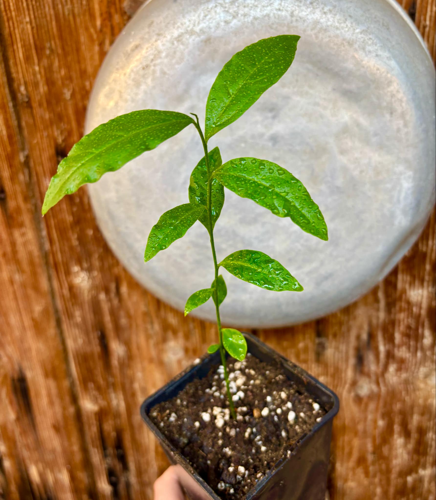 Ximenia americana - Ameixa da Caatinga - 1 potted seedling / 1 getopfter Sämling