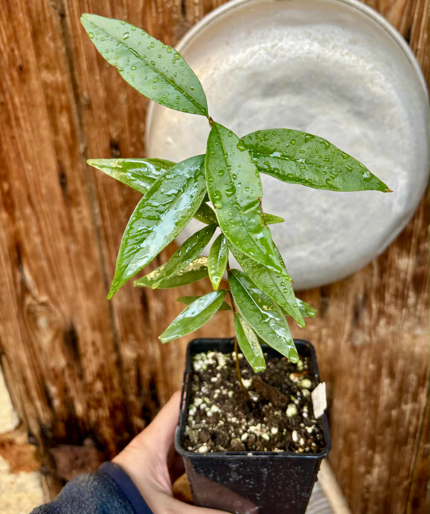 Eugenia pruniformis - Ameixa da Preta - 1 potted plant / 1 getopfte Pflanze