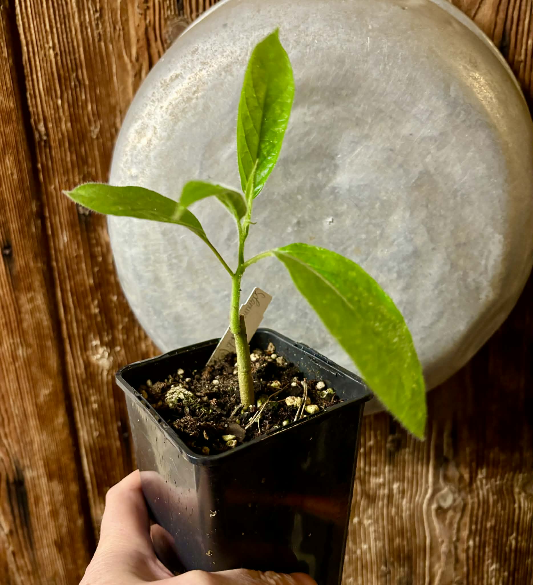 Solanum luridifuscescens - Tomatao Verde Piloso - 1 potted seedling / 1 getopfter Sämling