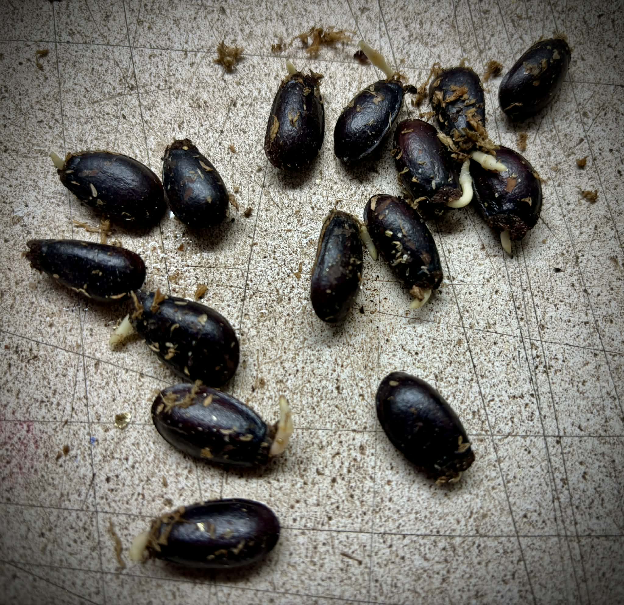 Annona salzmannii - 1 germinated seed / 1 gekeimter Samen