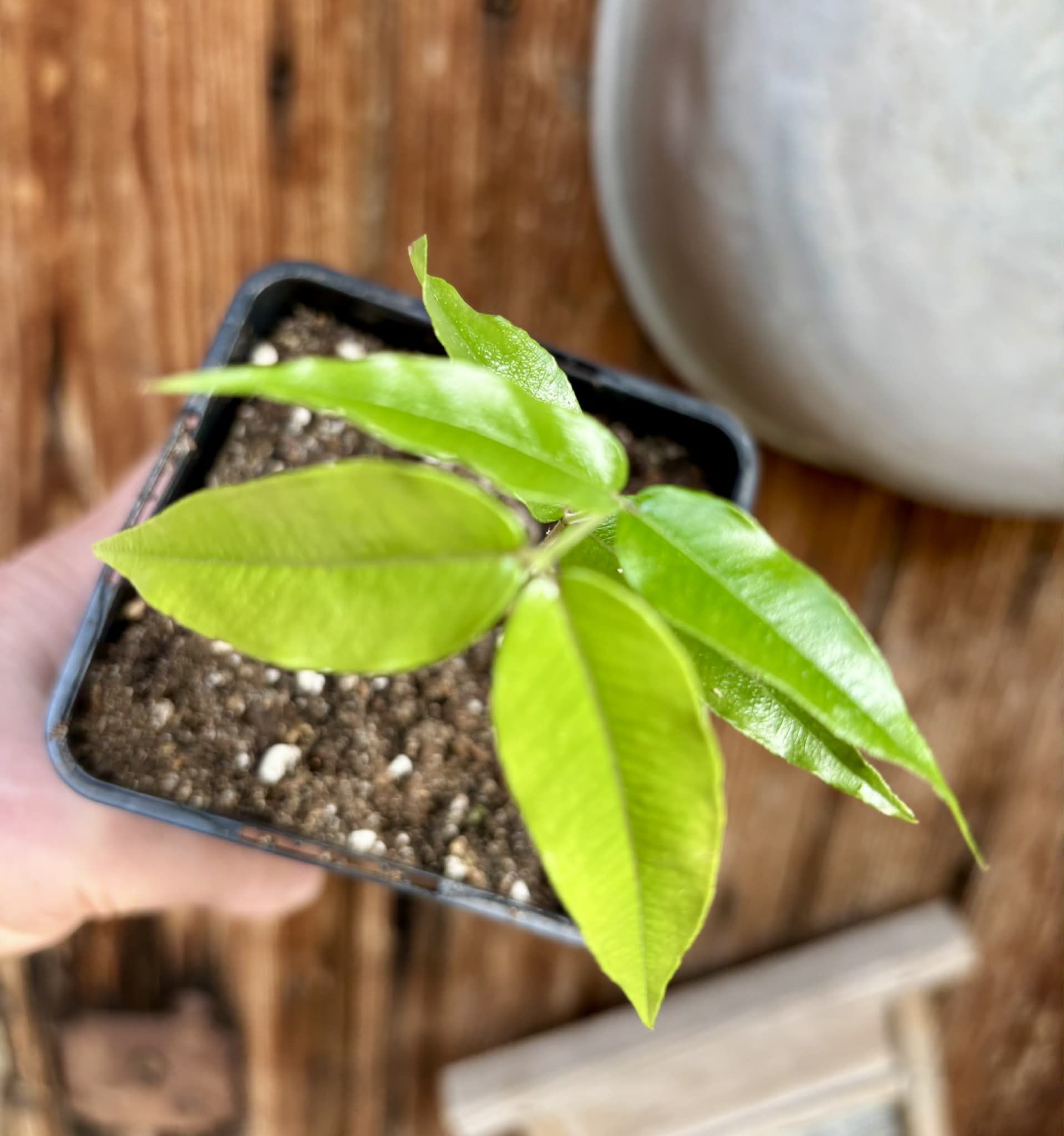 Myrciaria sp Jaboticaba - 1 potted seedling / 1 getopfter Sämling