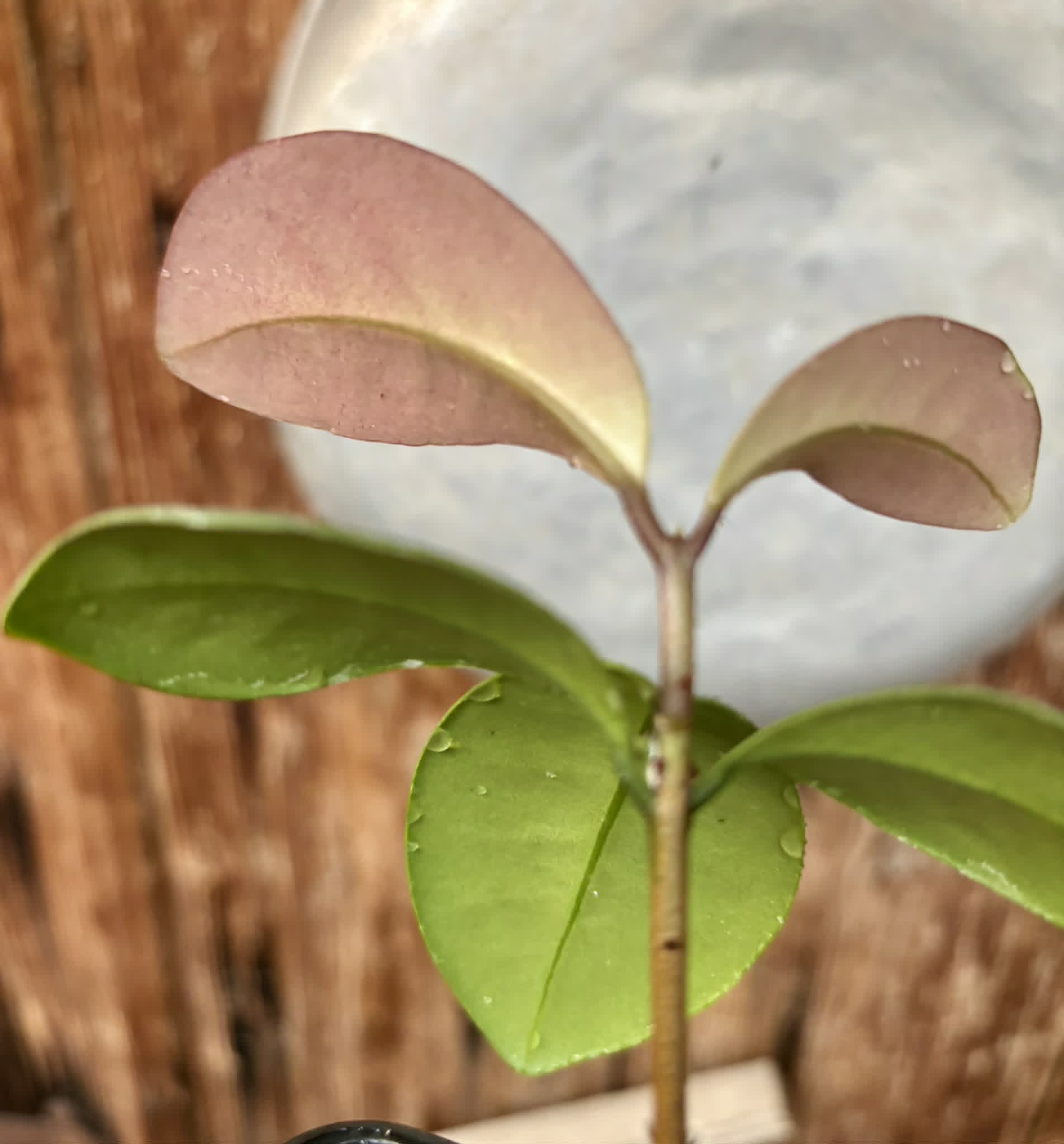 Eugenia sp Unana -  1 potted seedling / 1 getopfter Sämling