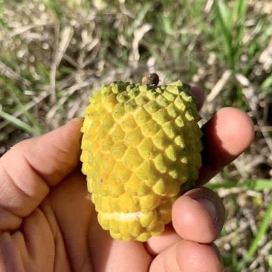 Araticunzinho (Annona tomentosa) - 1 fresh potted seedling / 1 frisch getopfter Sämling Araticunzinho (Annona tomentosa) - 1 fresh potted seedling / 1 frisch getopfter Sämling