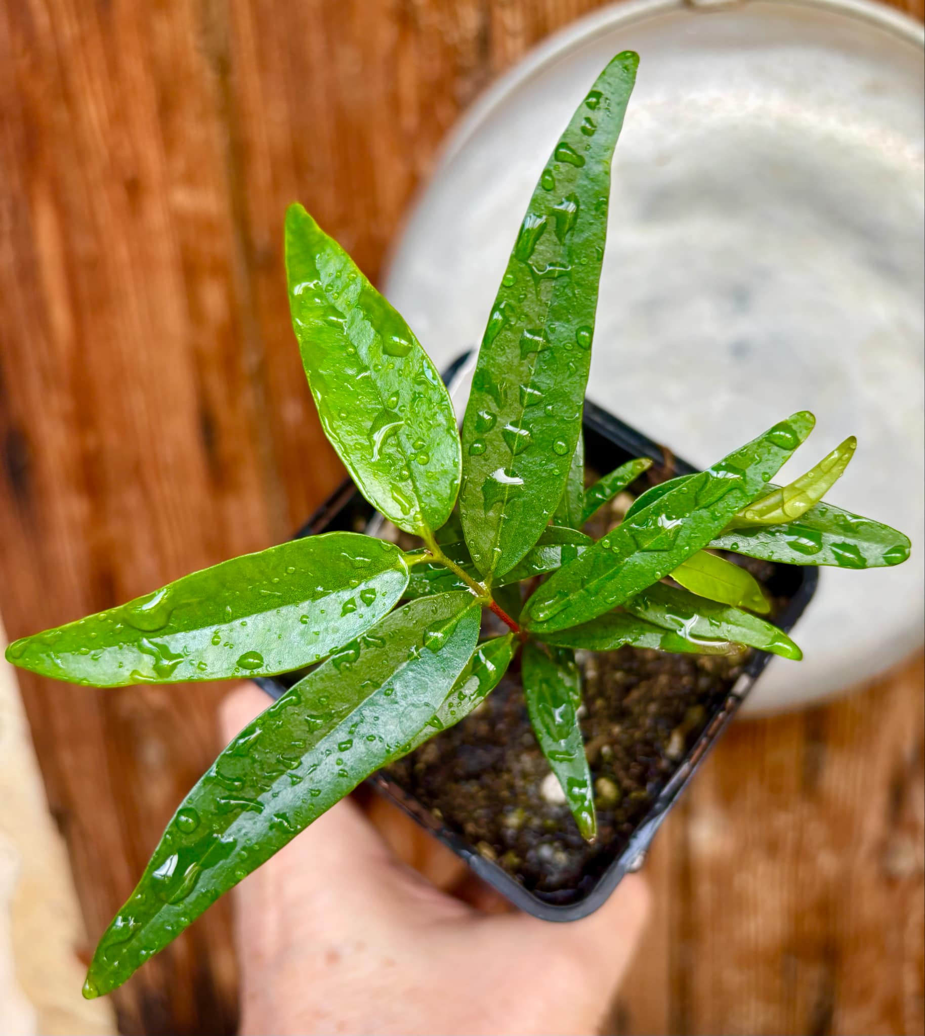 Marliera sp Cheirosa -  1 potted plant / 1 getopfte Pflanze