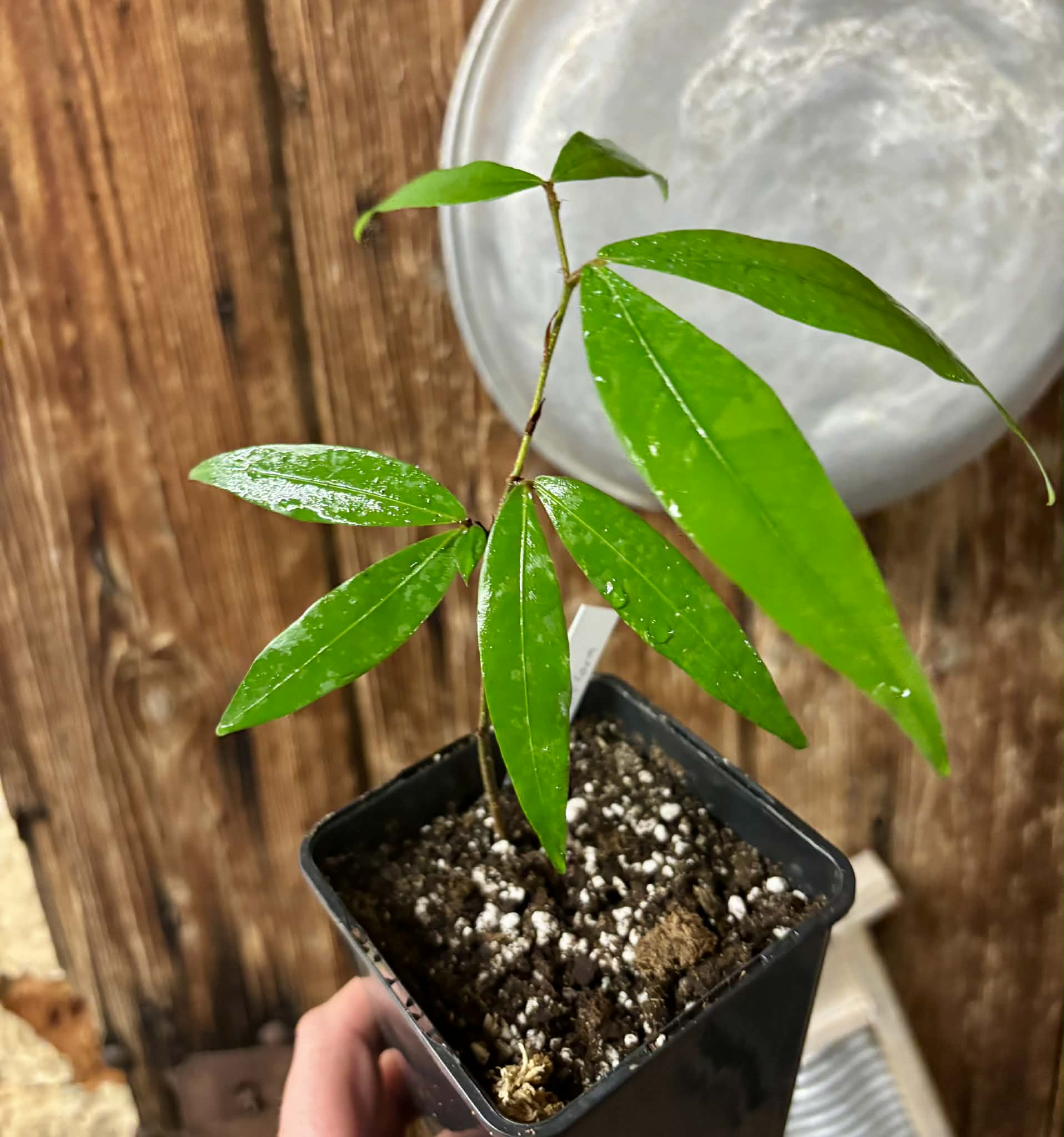 Nam Nam (Cynometra cauliflora) -  1 potted seedling / 1 getöpfter Sämling