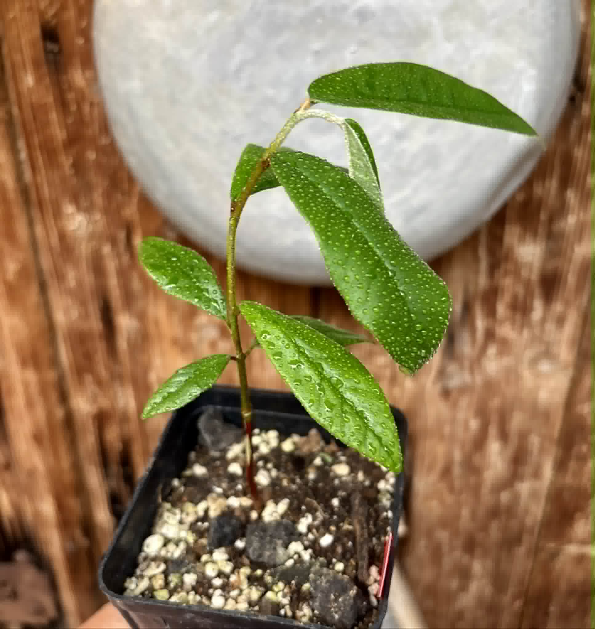 Chrysophyllum januariense  -  1 potted seedling / 1 getopfter Sämling