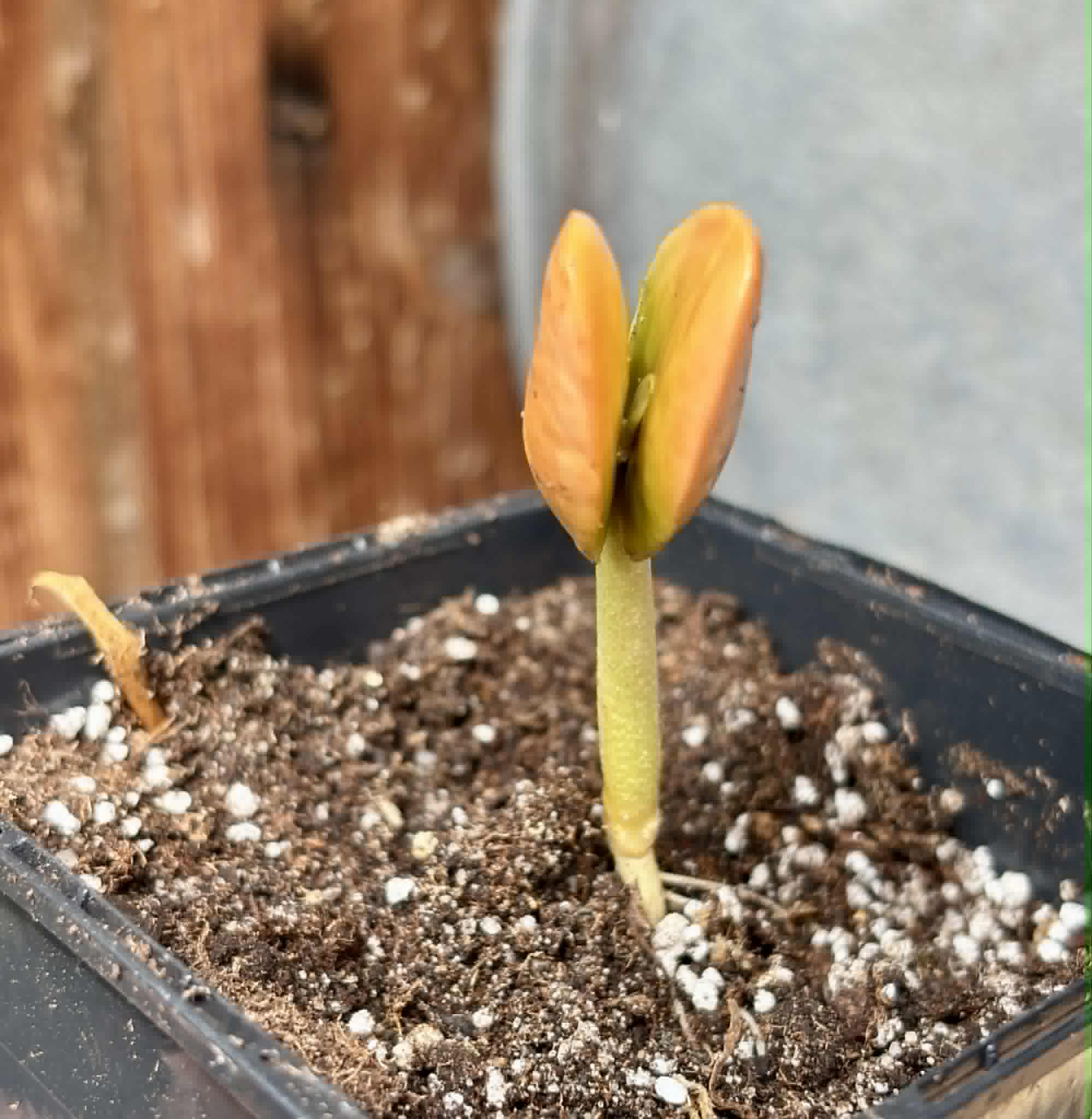 Santol (Sandoricum koetjape)  - 1 potted seedling / 1 getopfter Sämling