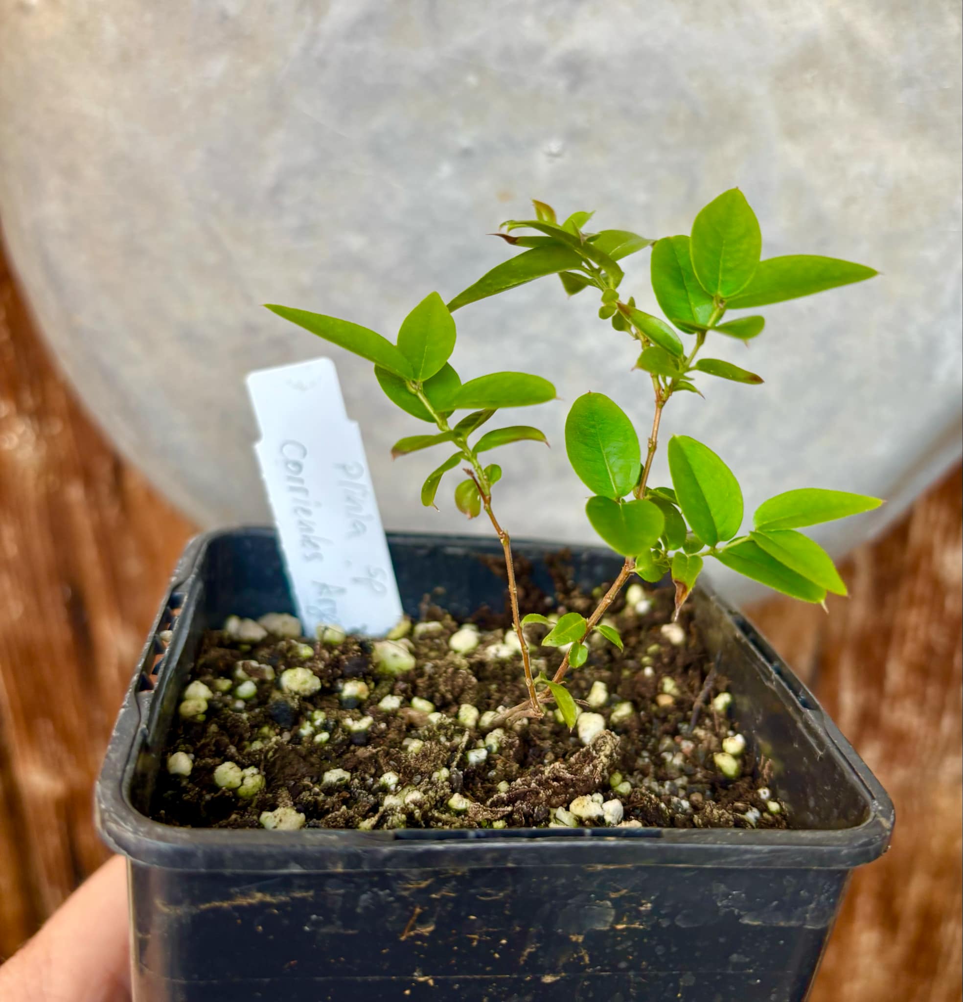 Plinia sp. Corrientes Argentina -  1 potted plant / 1 getopfte Pflanze