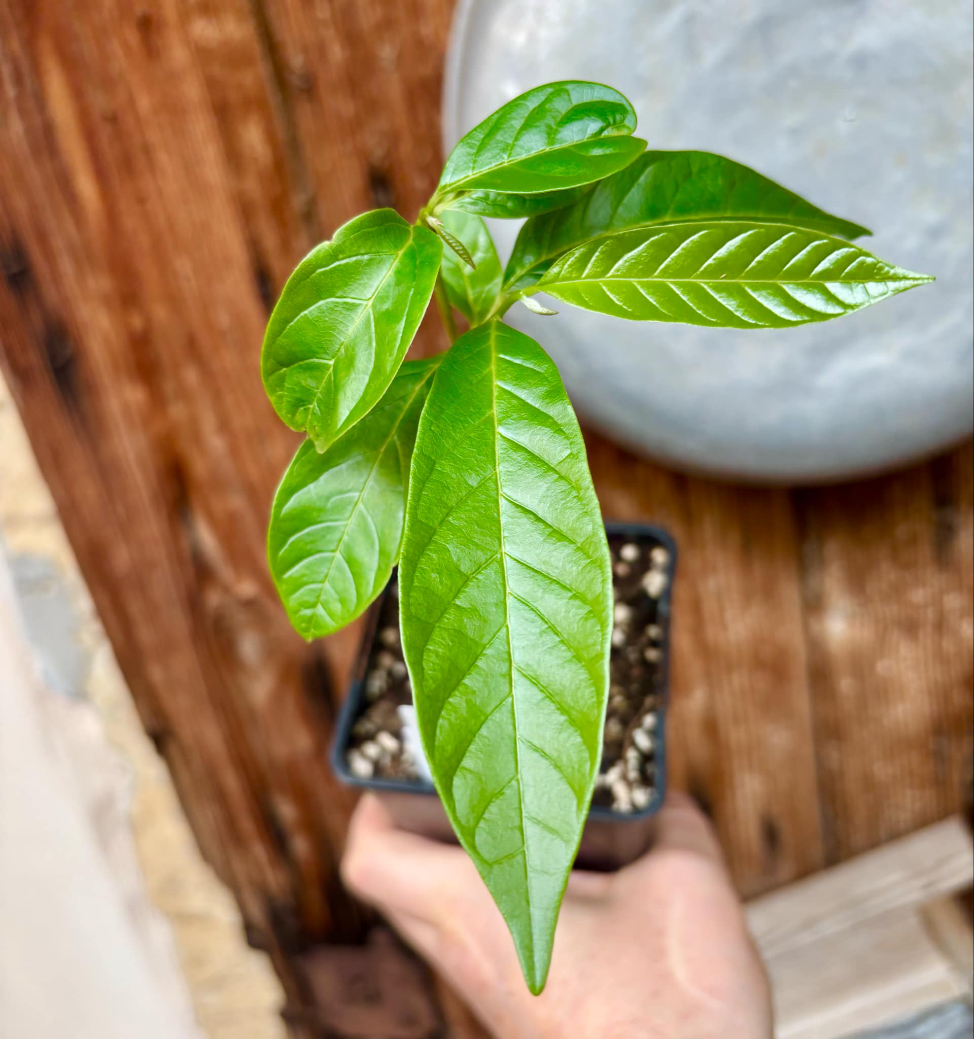 Annona reticulata big pink-red variety - 1 potted plant / 1 getopfte Pflanze