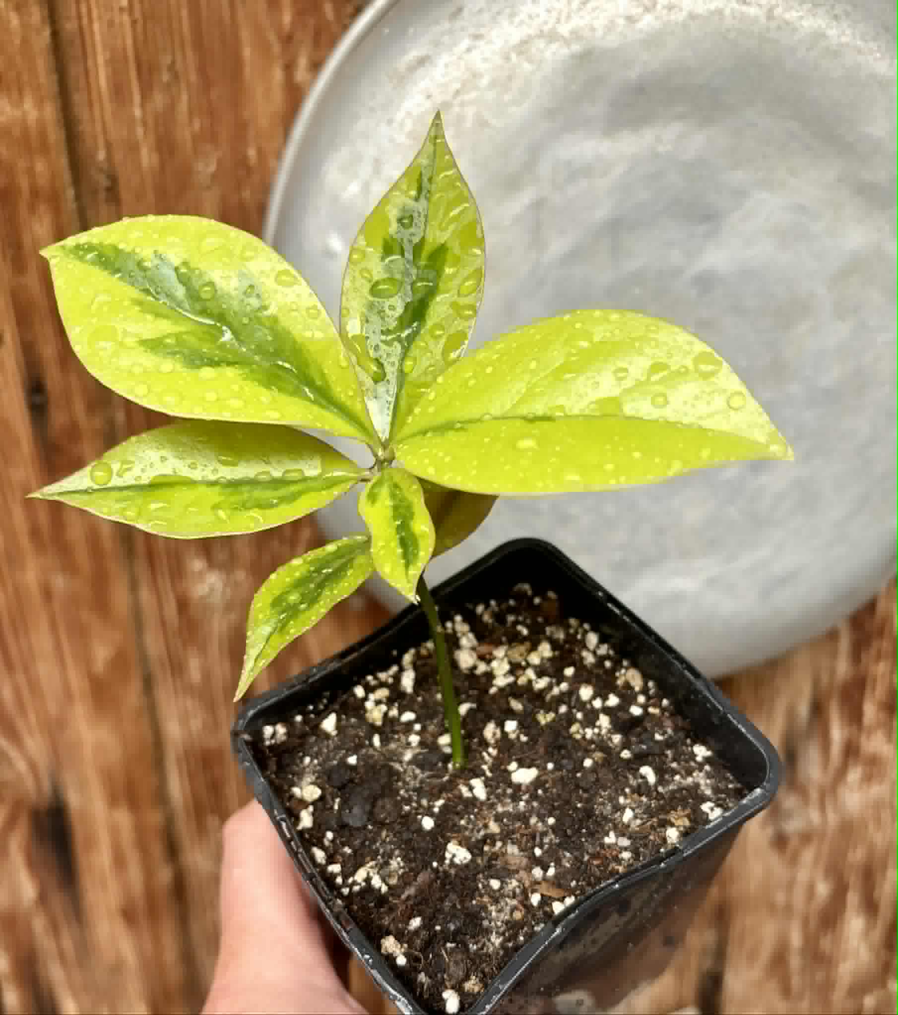 variegated Pereskia aculeata - variegated Barbados Gooseberry - 1 potted plant / 1 getopfte Pflanze