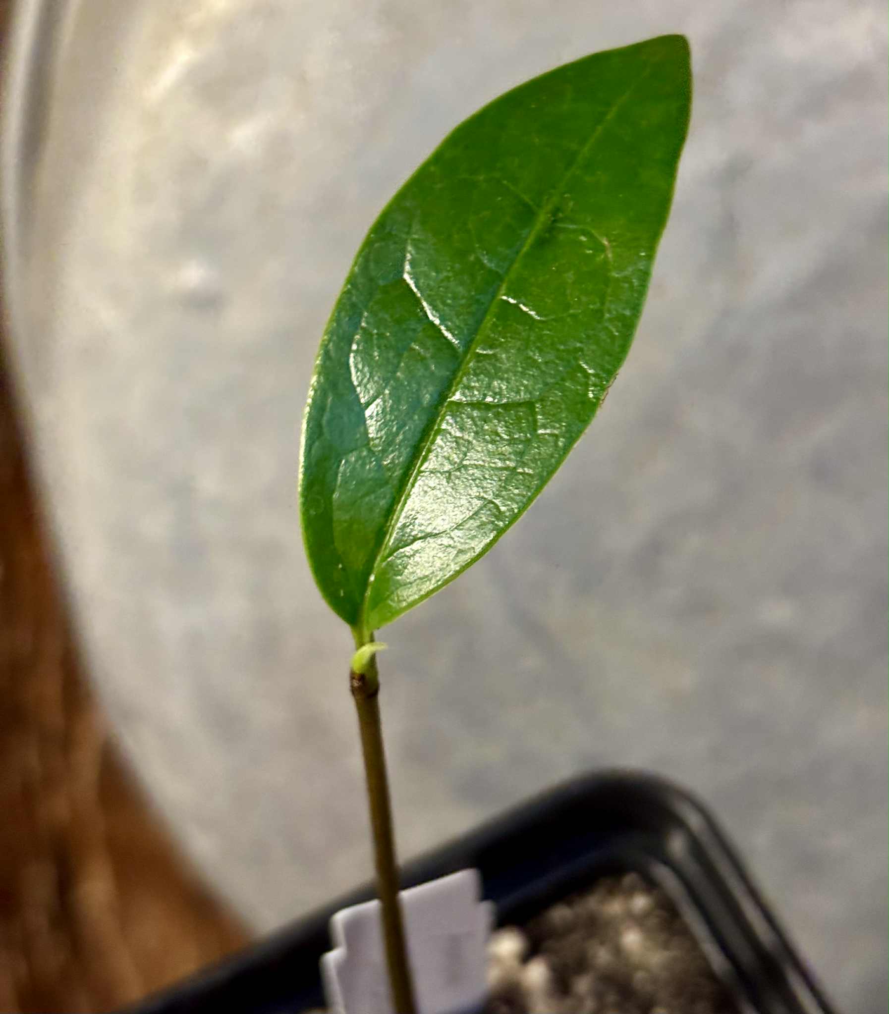 Annona salzmannii - 1 potted seedling / 1 getopfter Sämling