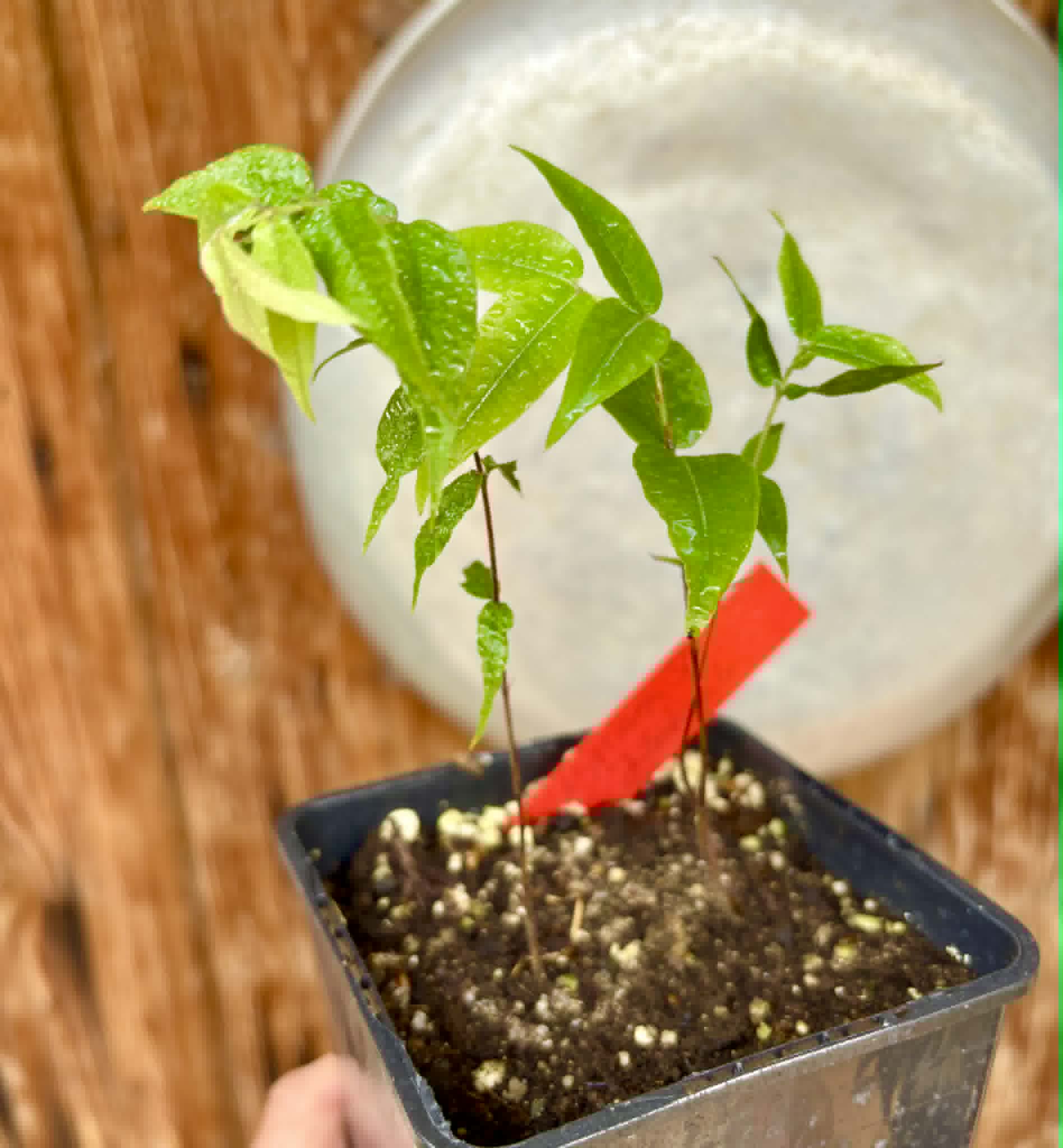 2 in 1 pot - Myrciaria sp Jaboticaba - 2 seedlings in one pot / 2 Sämlinge in einem Topf