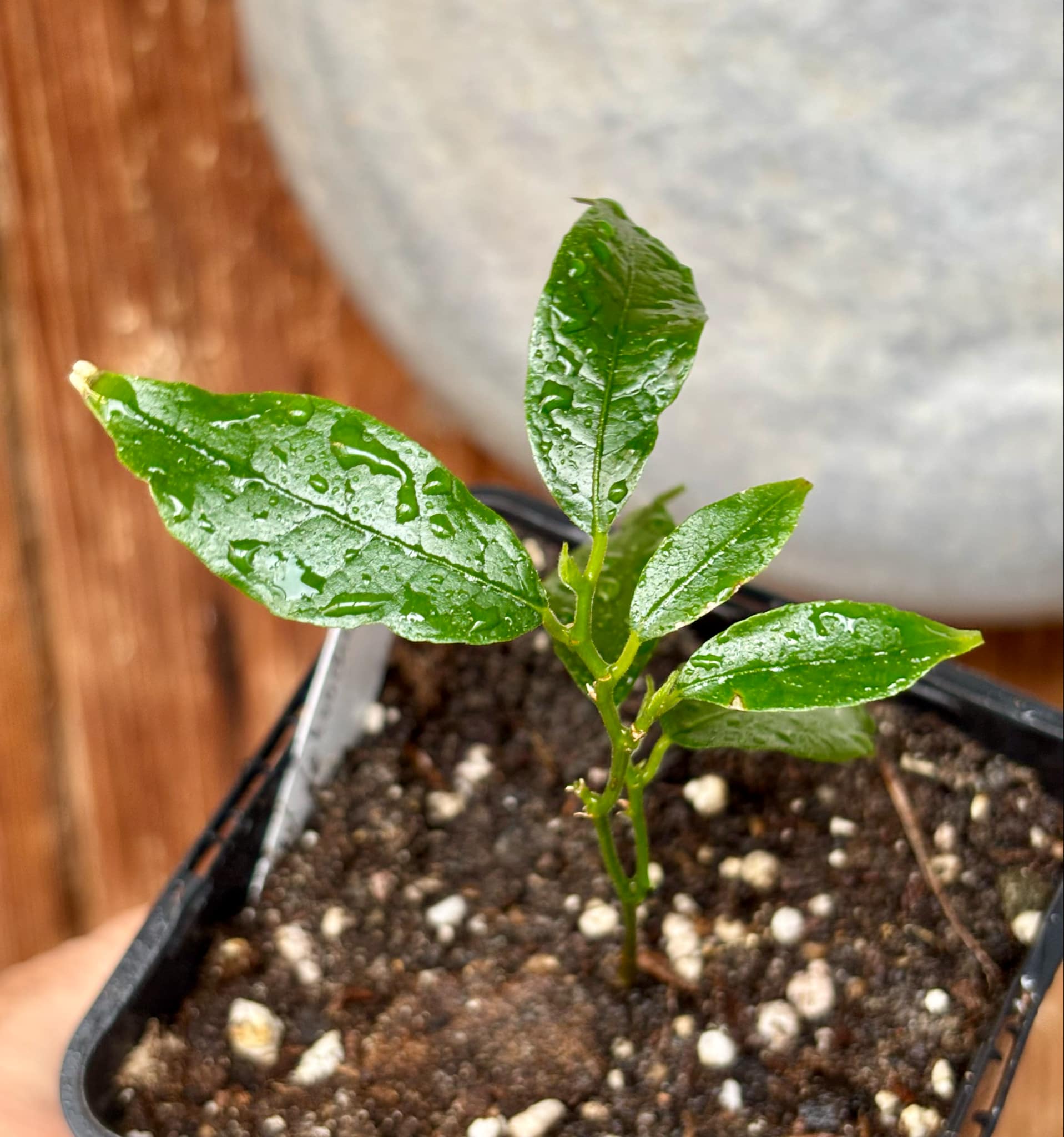 Artocarpus aff. lacucha - Wild Lakoocha  -  1 small potted seedling / 1 kleiner, getopfter Sämling
