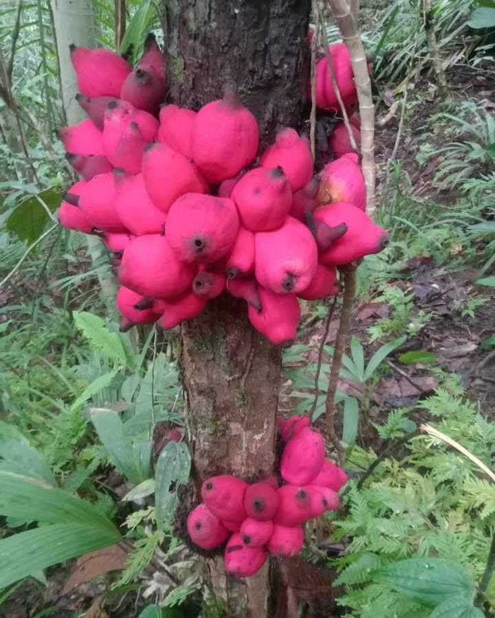 Pre Order - Syzygium versteegii - 1 fresh seed / 1 frischer Samen