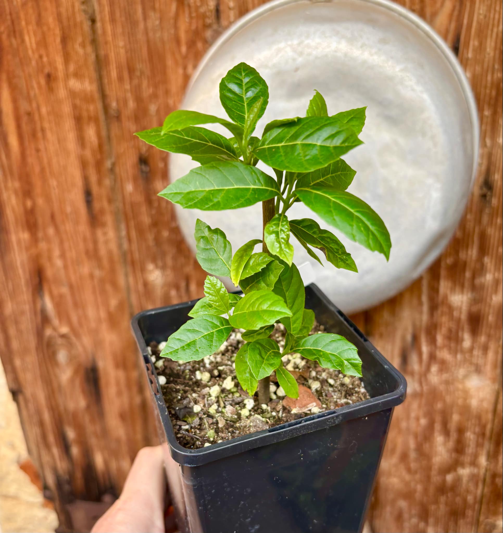Cordia taguahyensis - Frutinha de Leite- 1 potted plant / 1 getopfte Pflanze