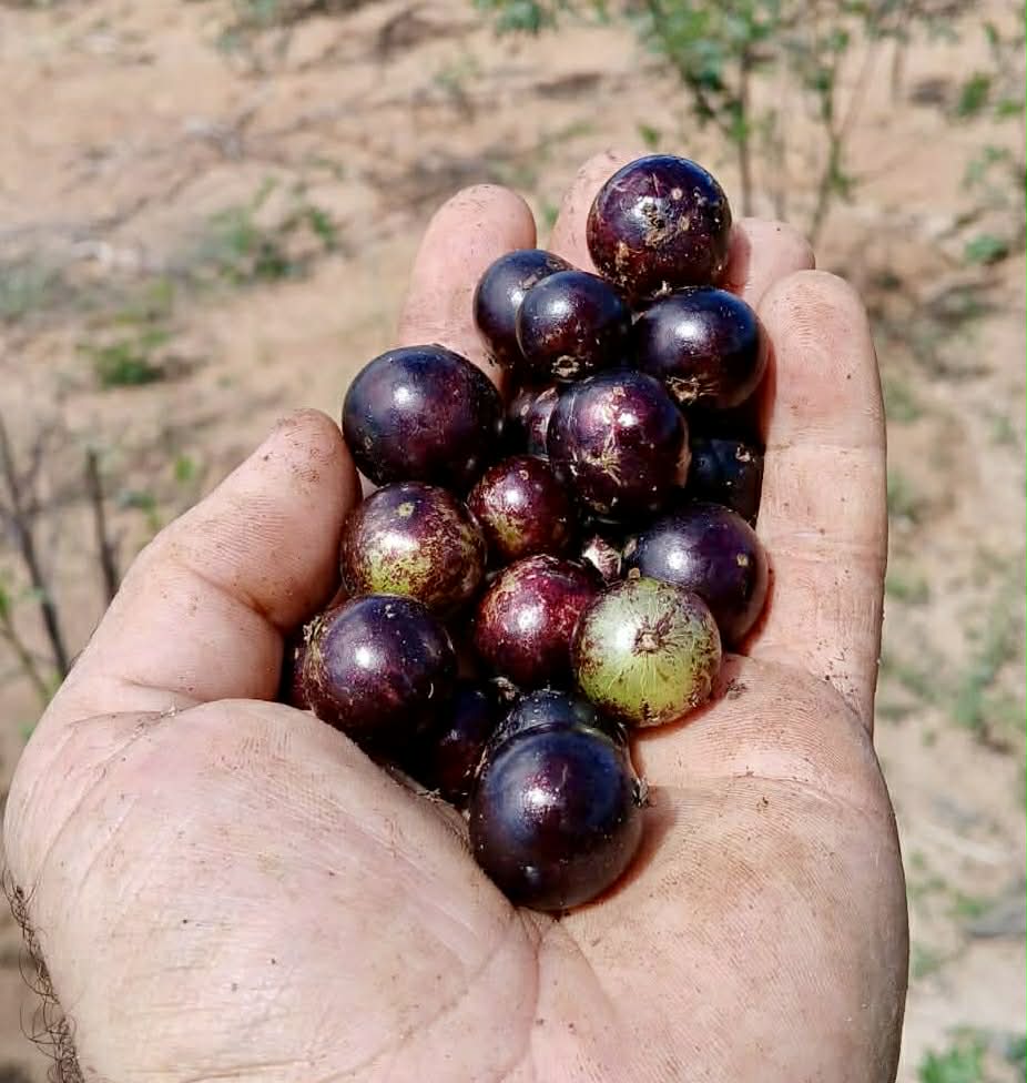 Pre Order - Plinia sp Tabuia -  1 fresh seed / 1 frischer Samen