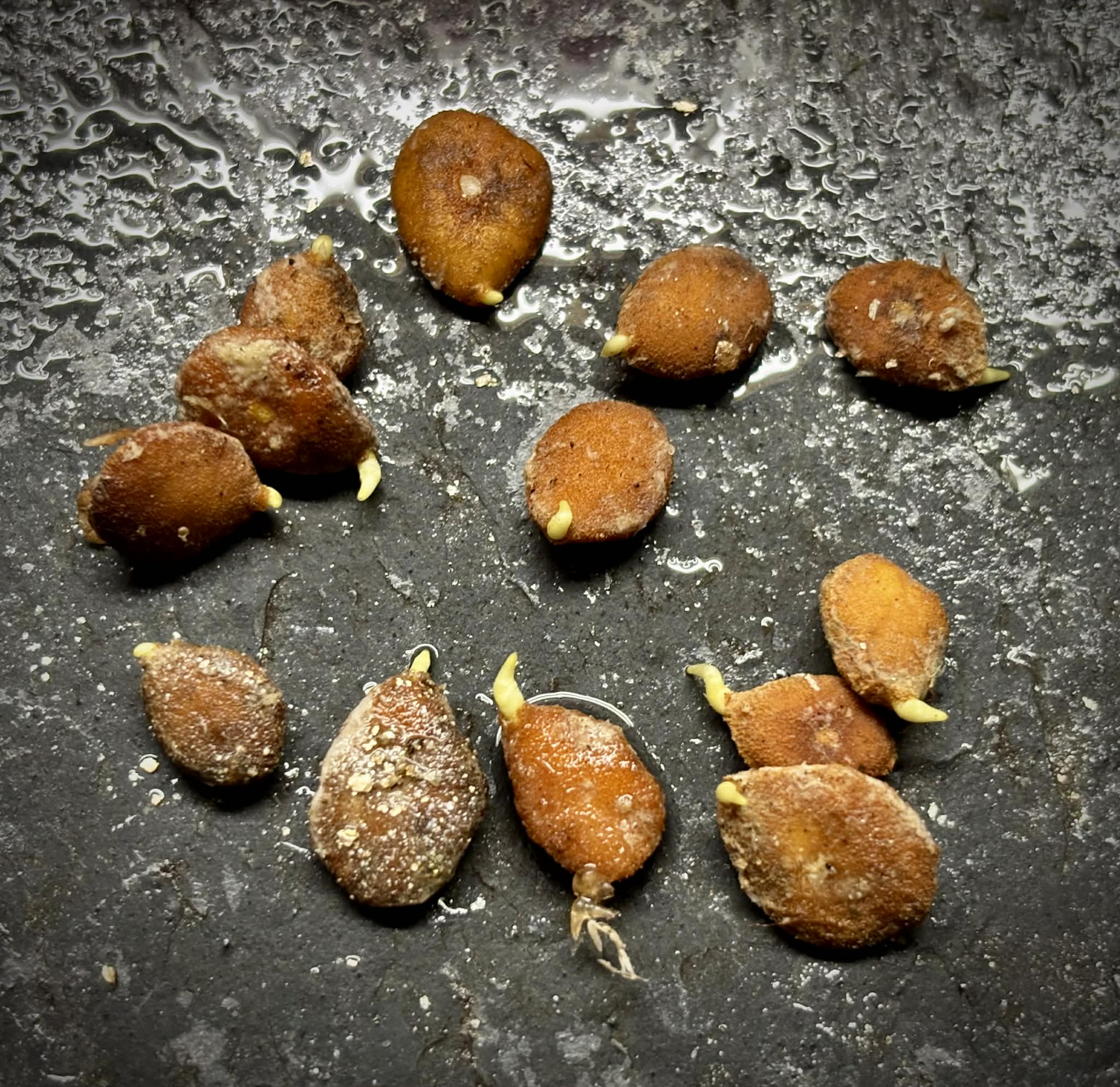 Mangaba (Hancornia speciosa) - 1 germinated seed / 1 gekeimter Samen