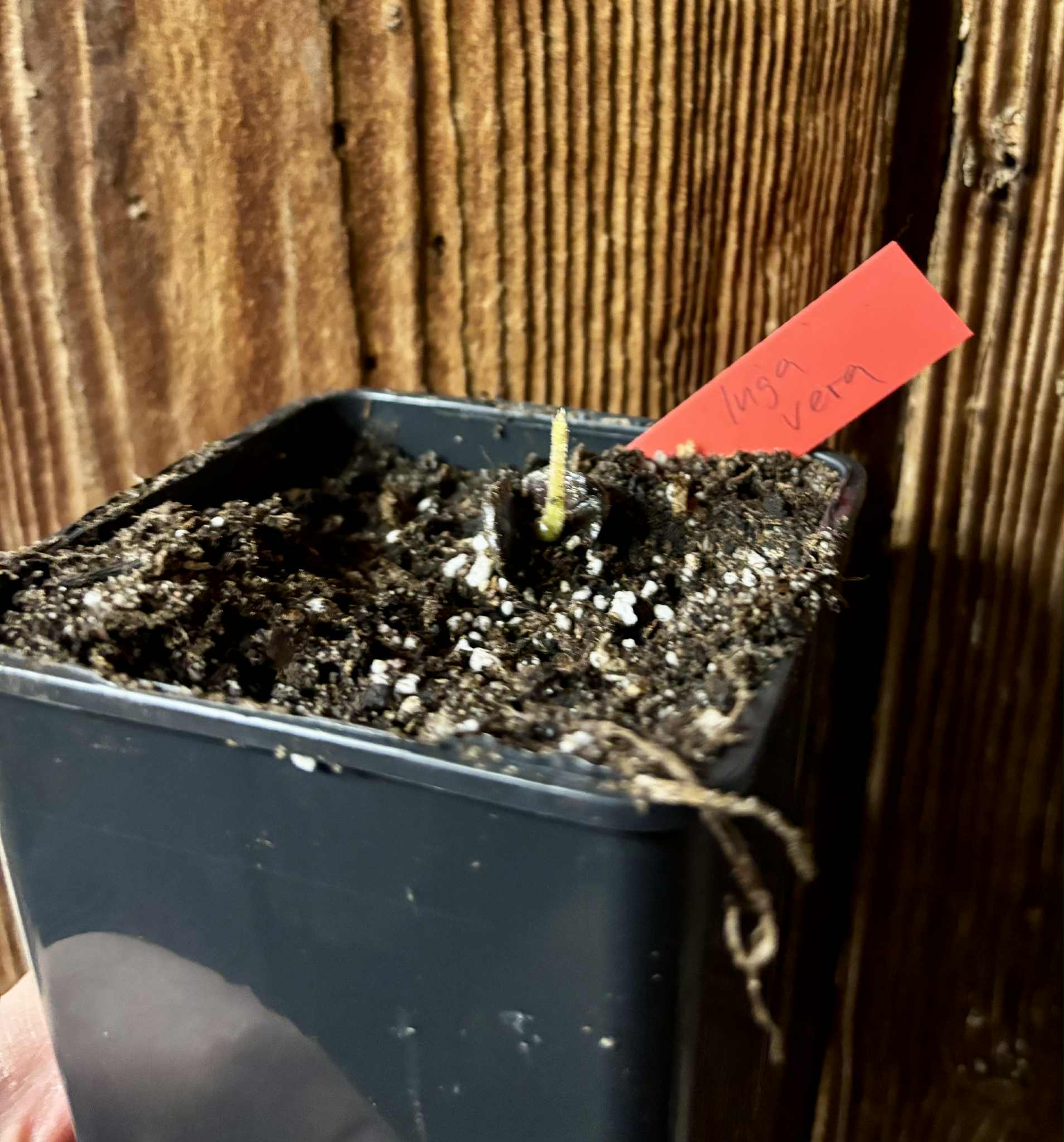 Inga vera  - 1 potted seedling / 1 getopfter Sämling