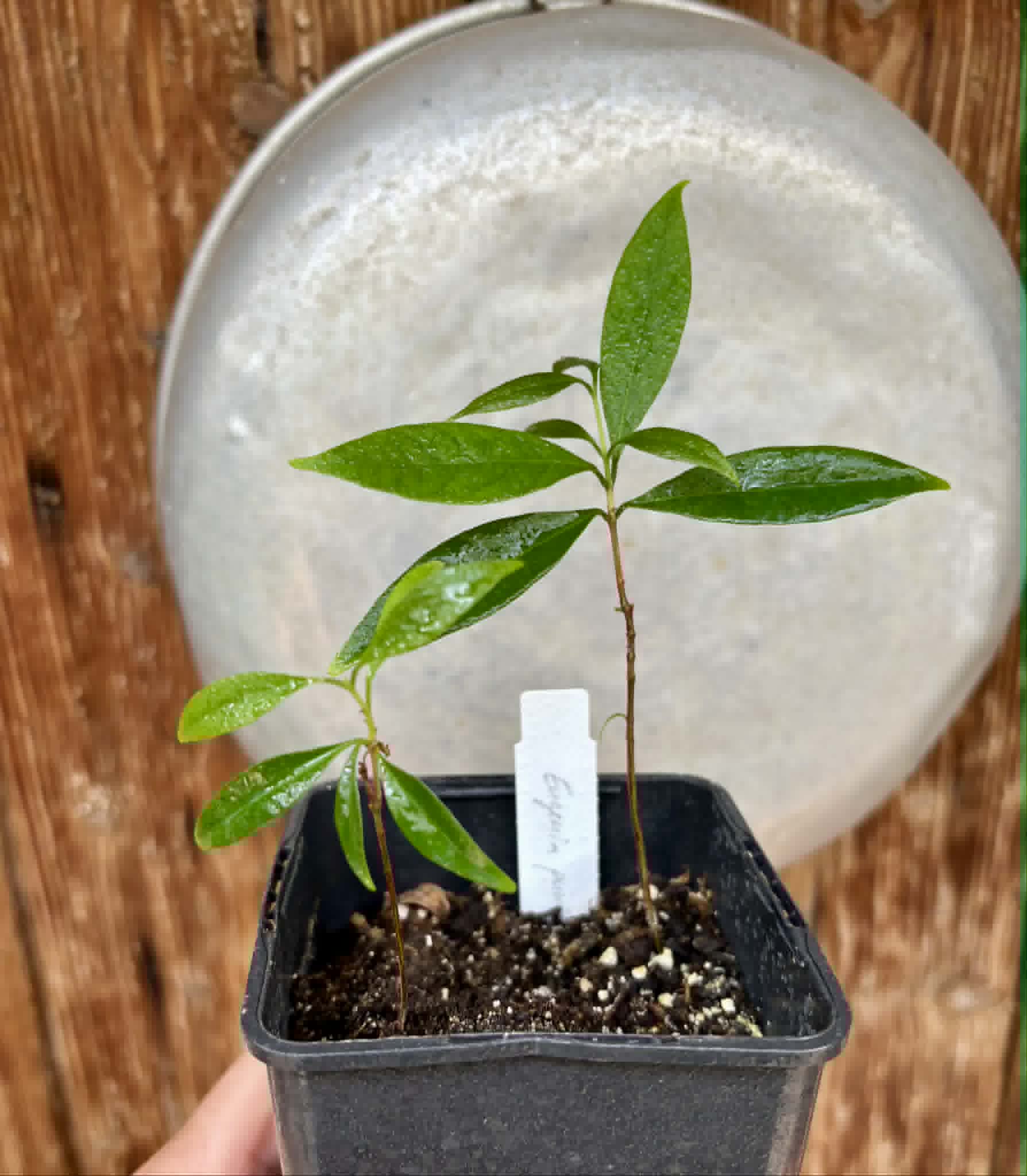 2 in 1 pot - Eugenia punicifolia - 2 seedlings in one pot / 2 Sämlinge in einem Topf