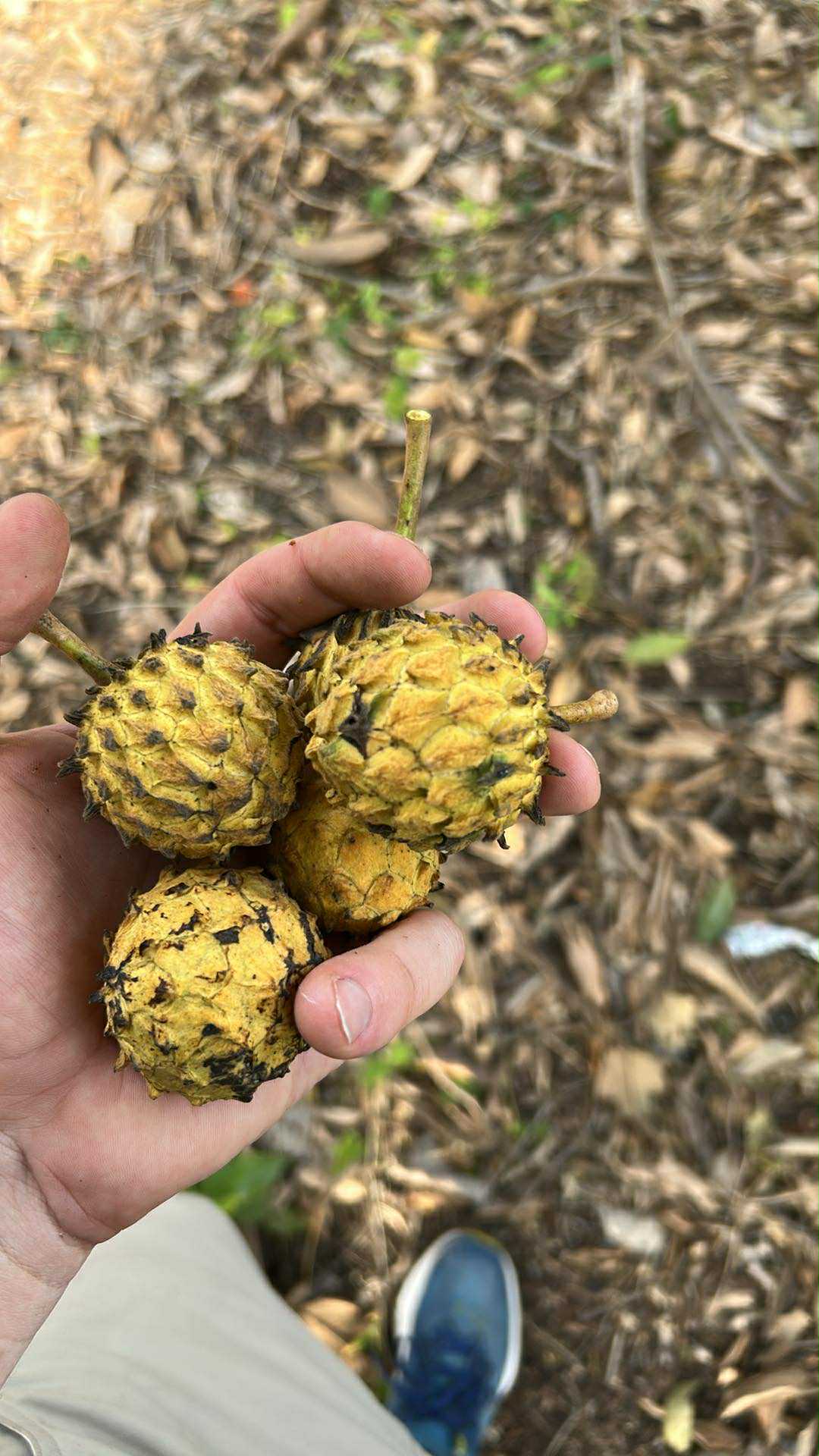 Annona rensoniana  - 3 fresh seeds / 3 frische Samen