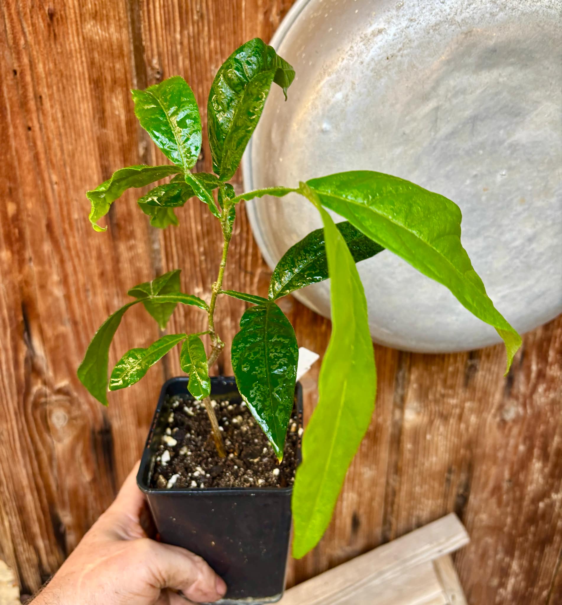 Inga spectabilis - Machete Ice cream bean - 1 potted plant / 1 getopfte Pflanze