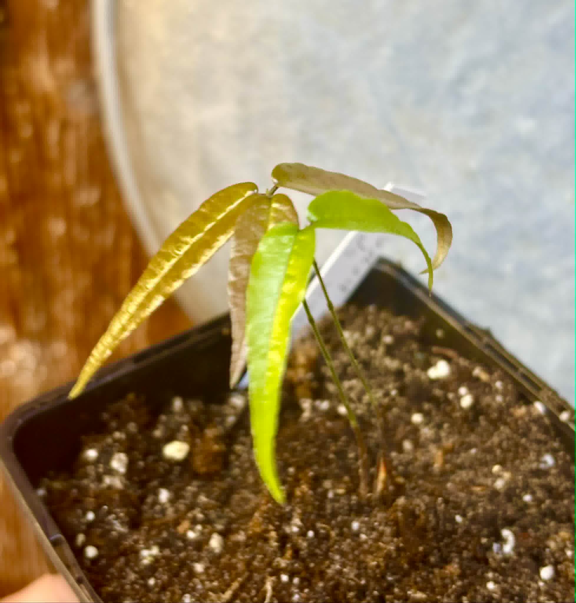 Plinia sp Perola negra - 1 potted seedling / 1 getopfter Sämling