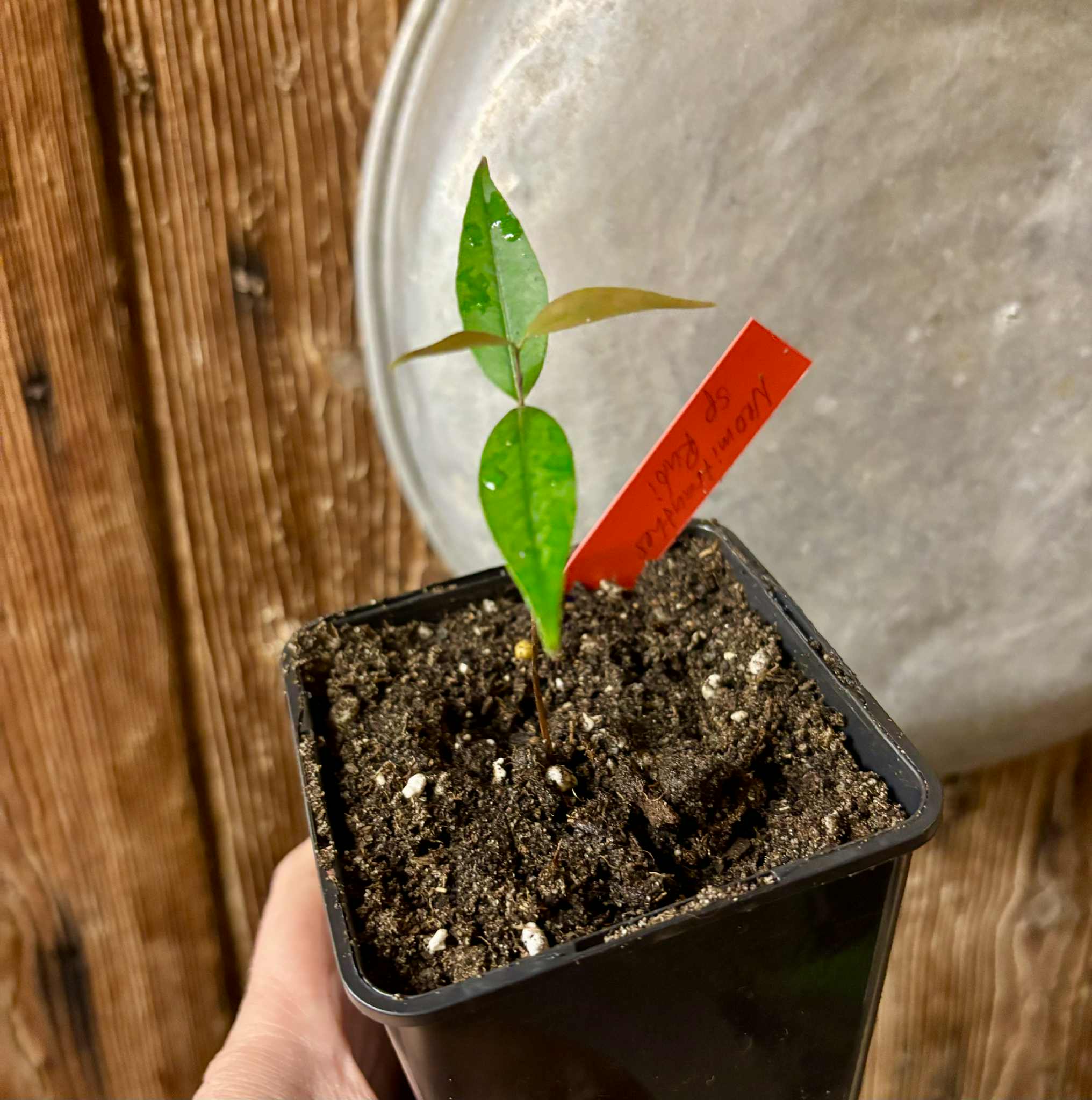 Neomitranthes sp Rubi - 1 potted seedling / 1 getopfter Sämling