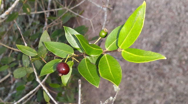 Myrcianthes cisplatensis - Guabiju - 1 potted plant / 1 getopfte Pflanze