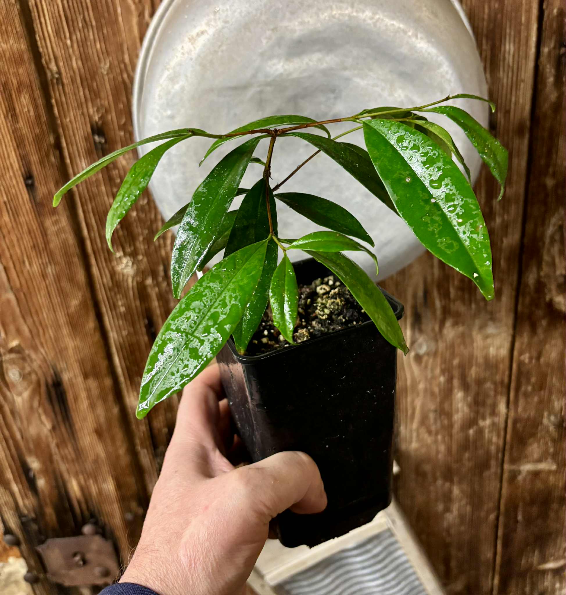 Cereja Grande da Bahia (Eugenia sp) - 1 potted plant / 1 getopfte Pflanze