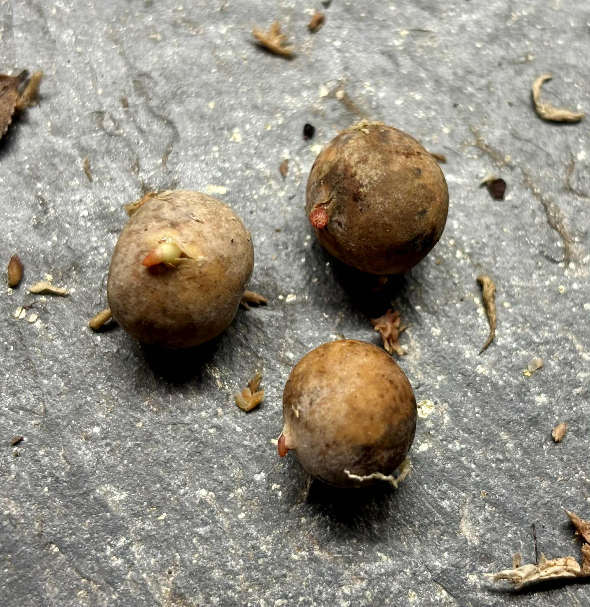 Letterwood - Snakewood (Brosimum guianense) -  1 germinated seed / 1 gekeimter Samen