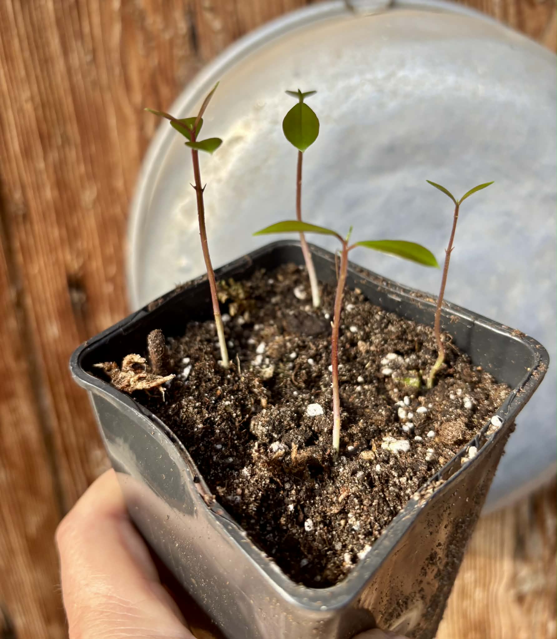 4 in 1 pot - Syzygium grande - 4 seedlings in one pot / 4 Sämlinge in einem Topf