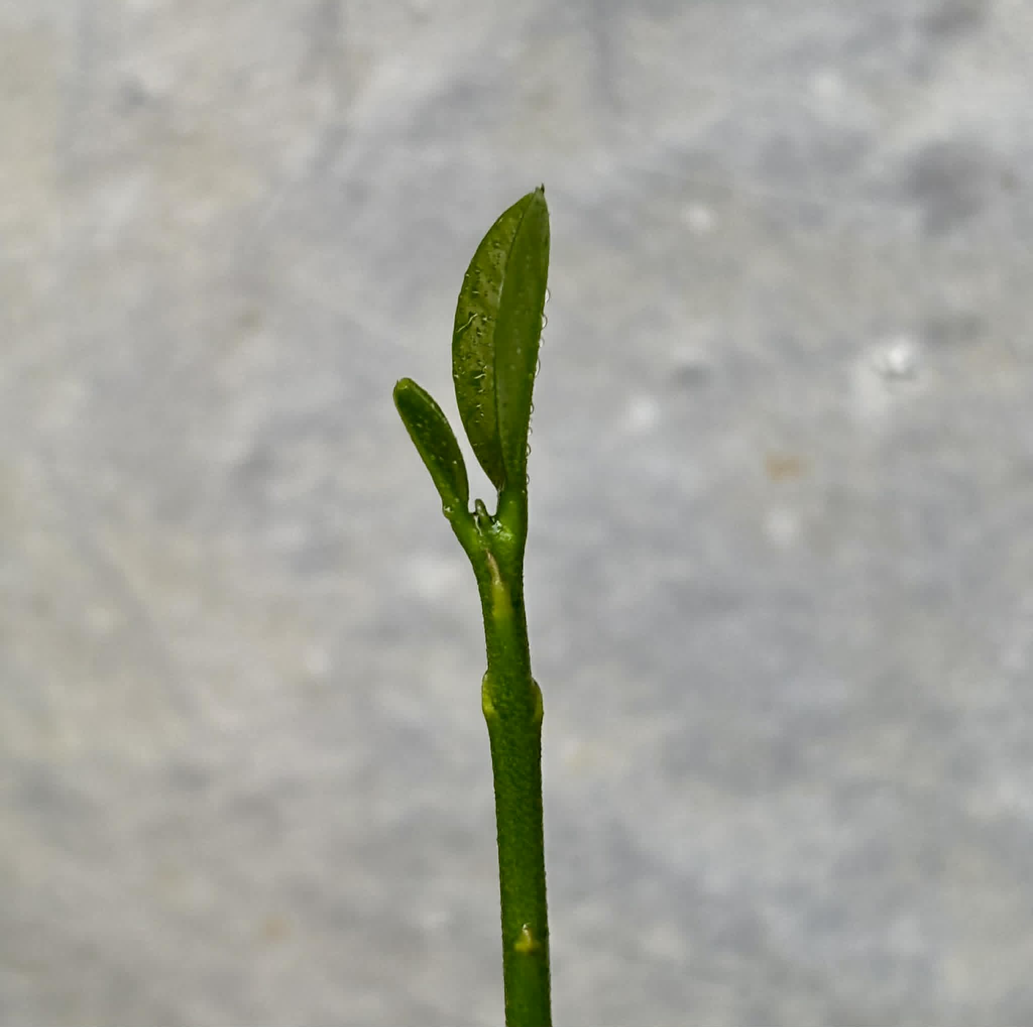 Eugenia sp Laranja Camamu - 1 potted seedling / 1 getopfter Sämling