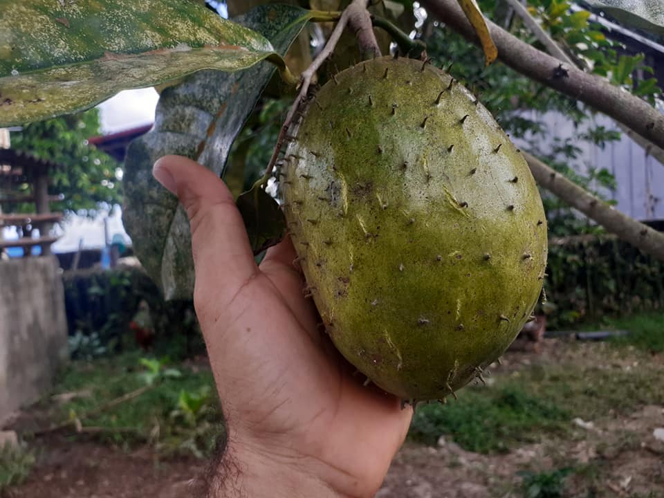 Annona montana var. Gaspar (Anestor Mezzomo) - 1 fresh seed / 1 frischer Samen