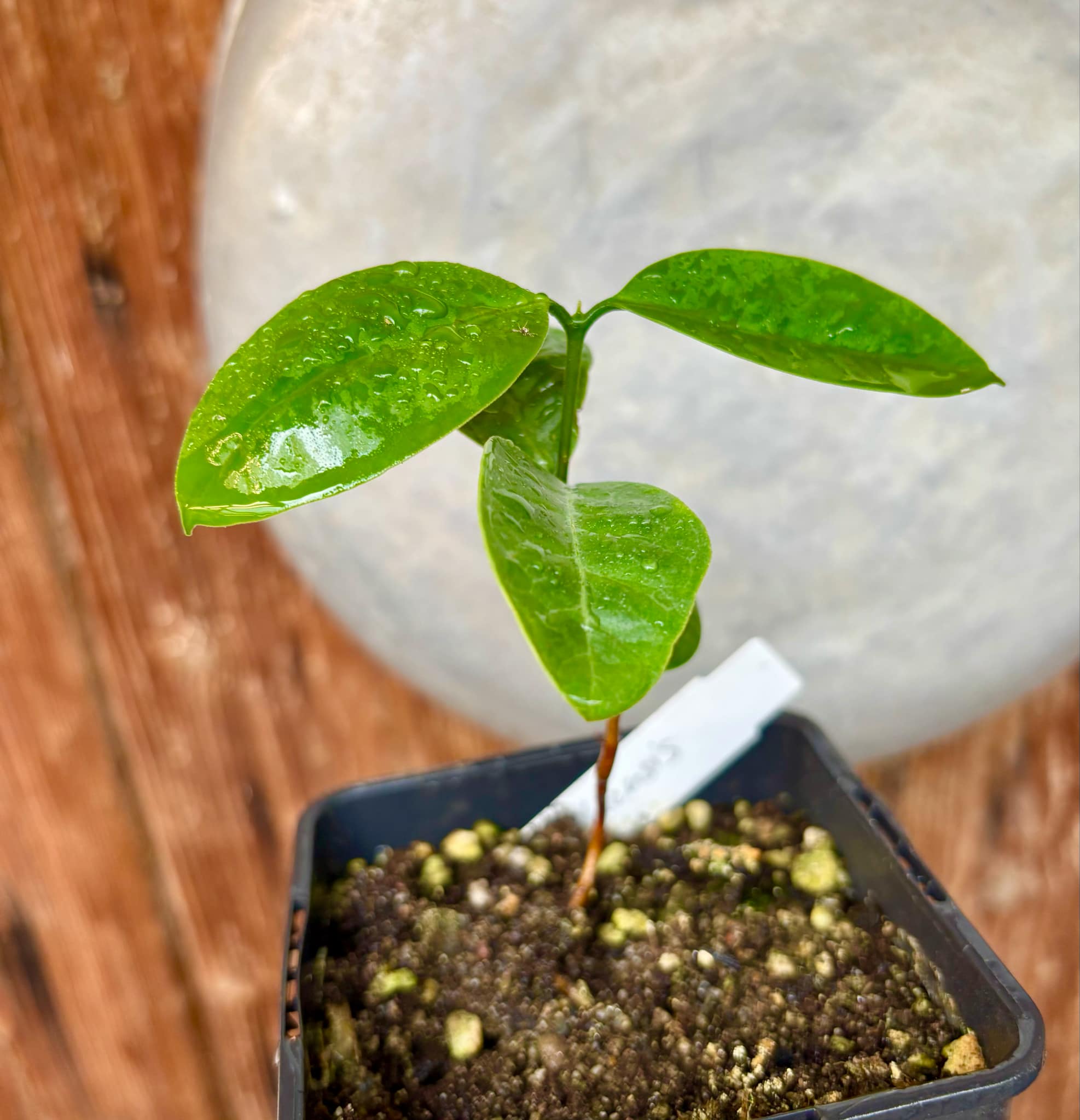 Eugenia bahiensis  - 1 potted plant / 1 getopfte Pflanze