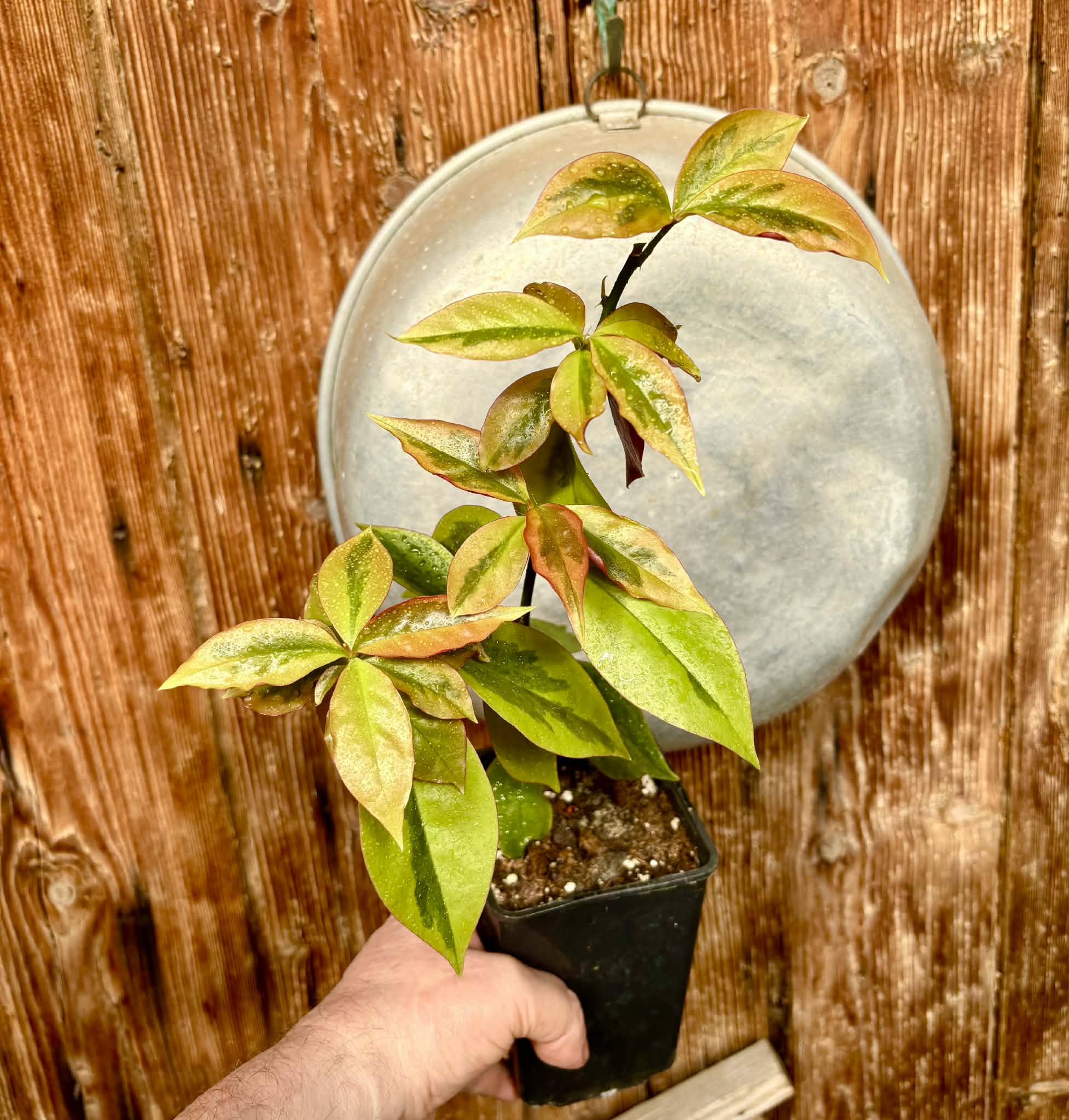 Variegata Barbados Gooseberry - (Pereskia aculeata) - 1 potted plant / 1 getopfte Pflanze