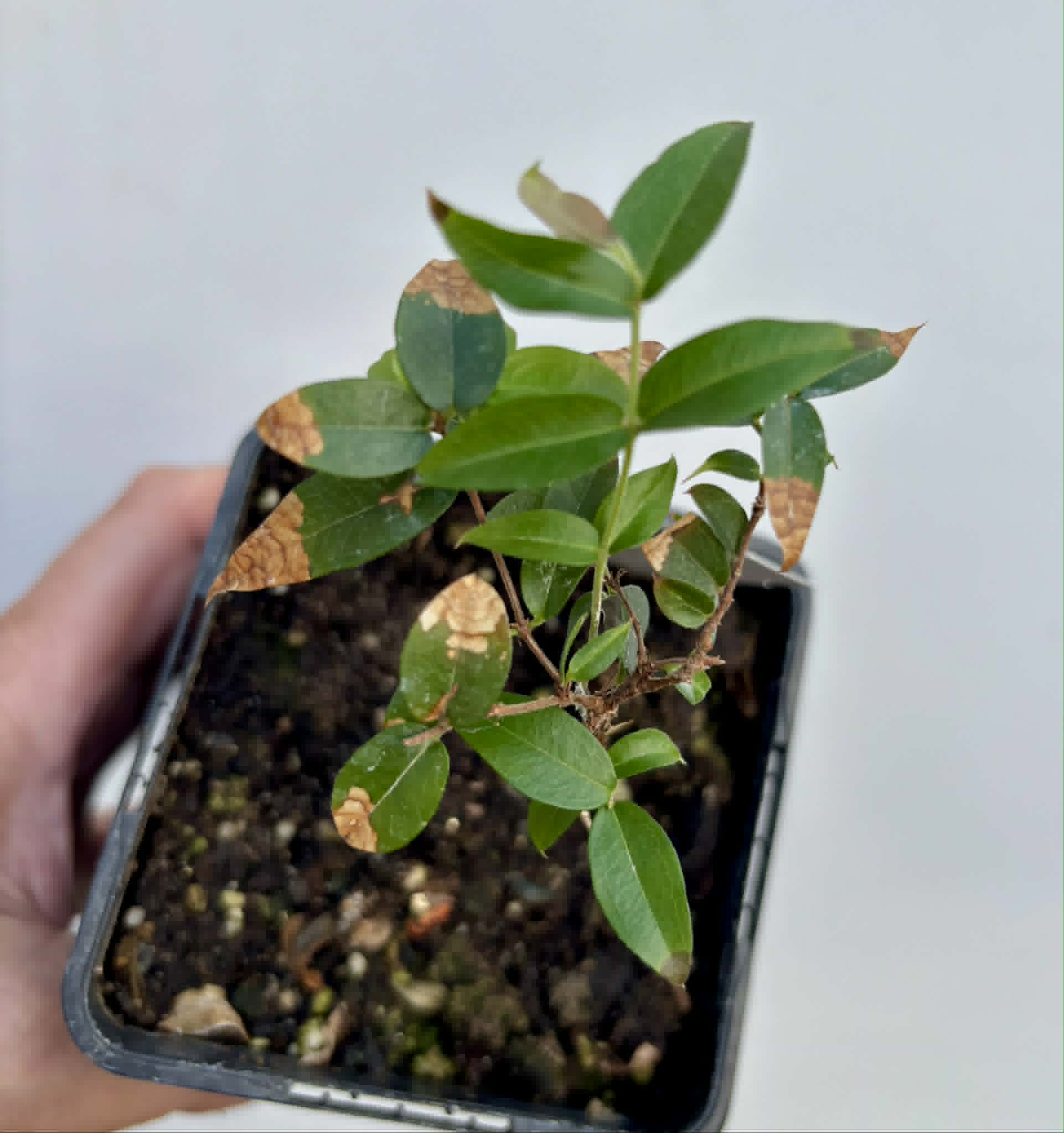 Jaboticaba Oipirinha (Plinia sp) - 1 potted plant/ 1  getopfte Pflanze