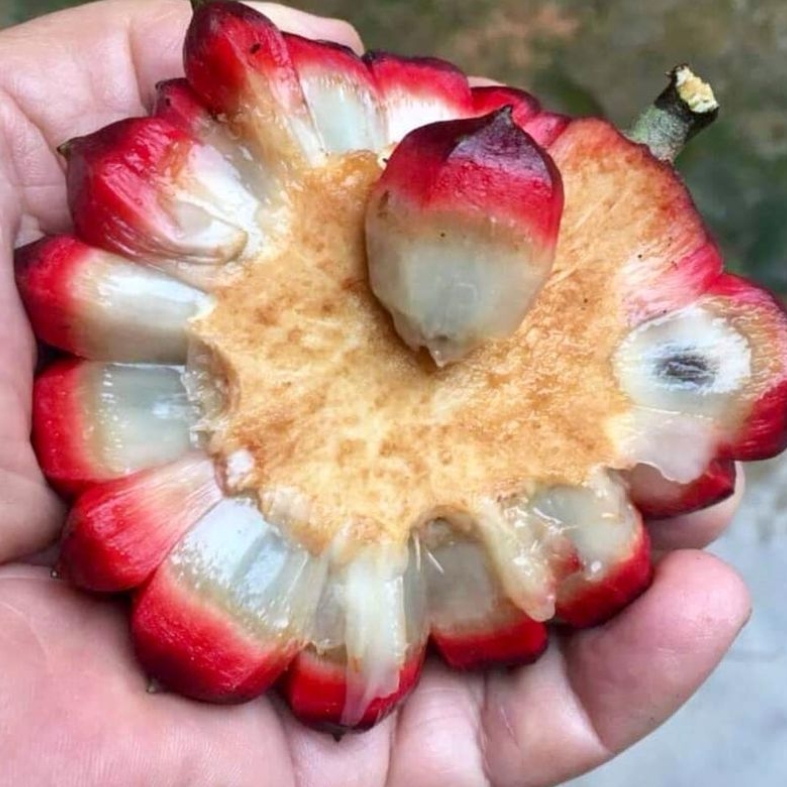 Duguetia lanceolata - Pindaiba - 1 germinated  seed / 1 gekeimter Samen 