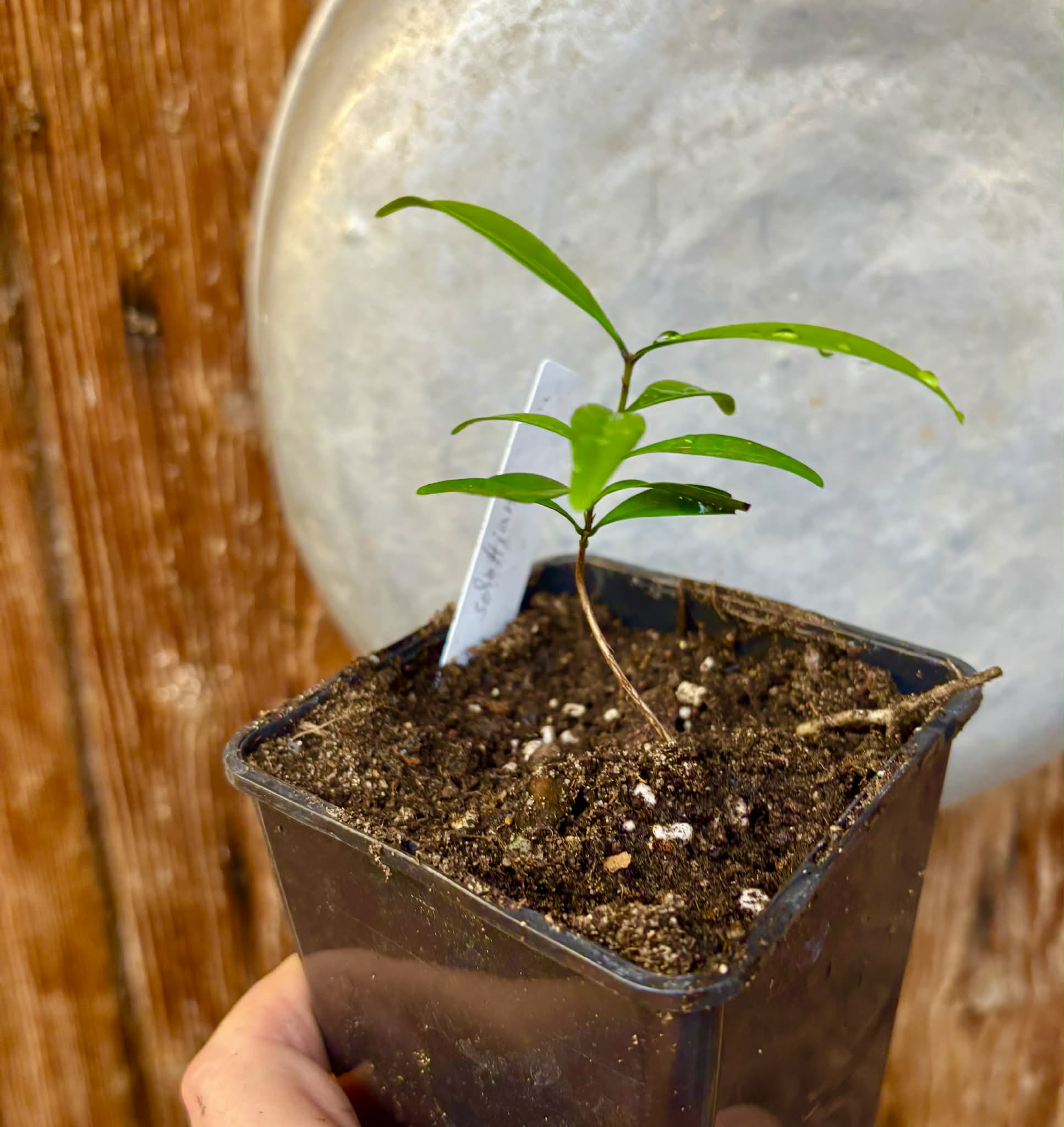 Eugenia schottiana -  1 small potted seedling / 1 kleiner, getopfter Sämling