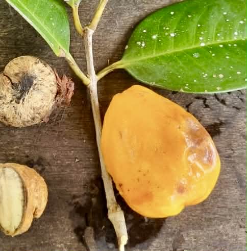 Pouteria macahensis var. Itacaré - 1 fresh seed / 1 frischer Samen