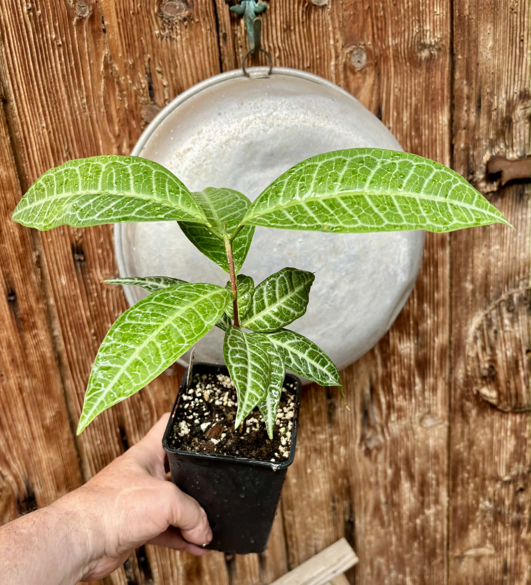 Eugenia sp Labisia -  1 potted plant / 1 getopfte Pflanze