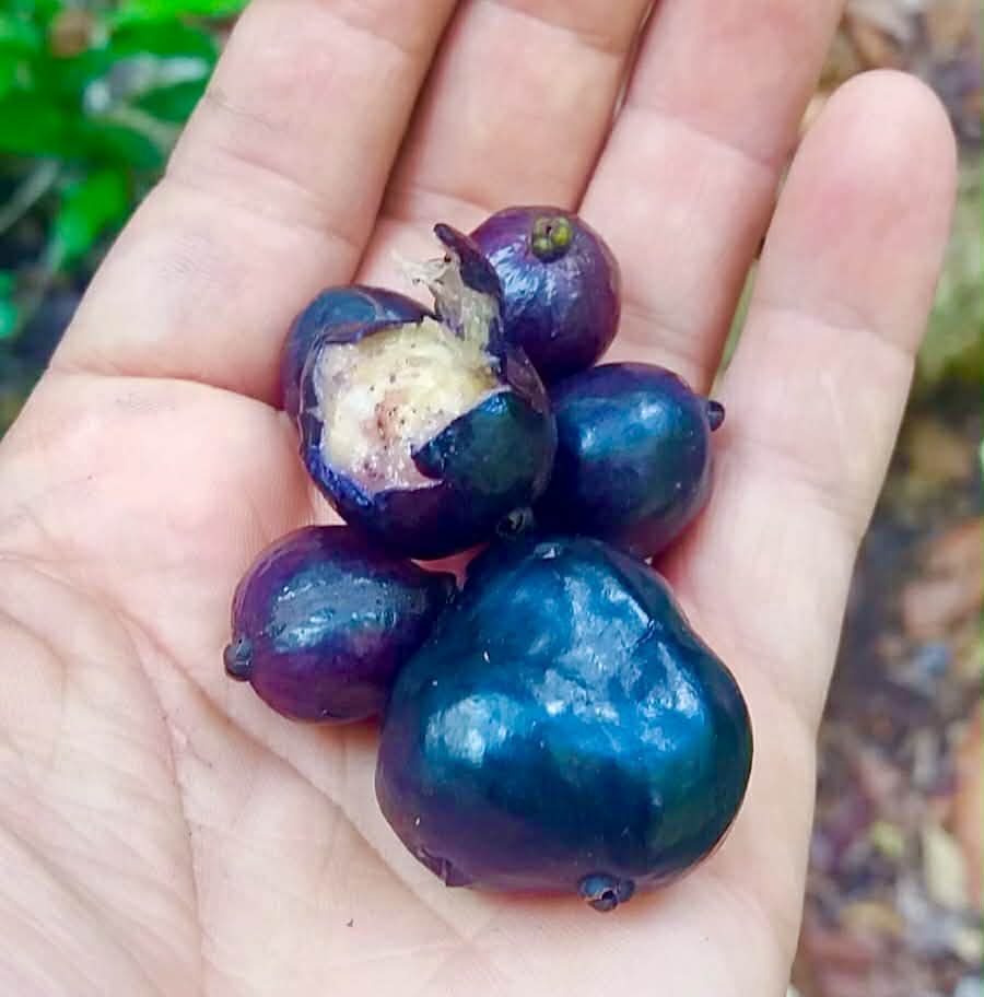 Pre Order - Eugenia sp. Santuário -  1 fresh seed / 1 frischer Samen