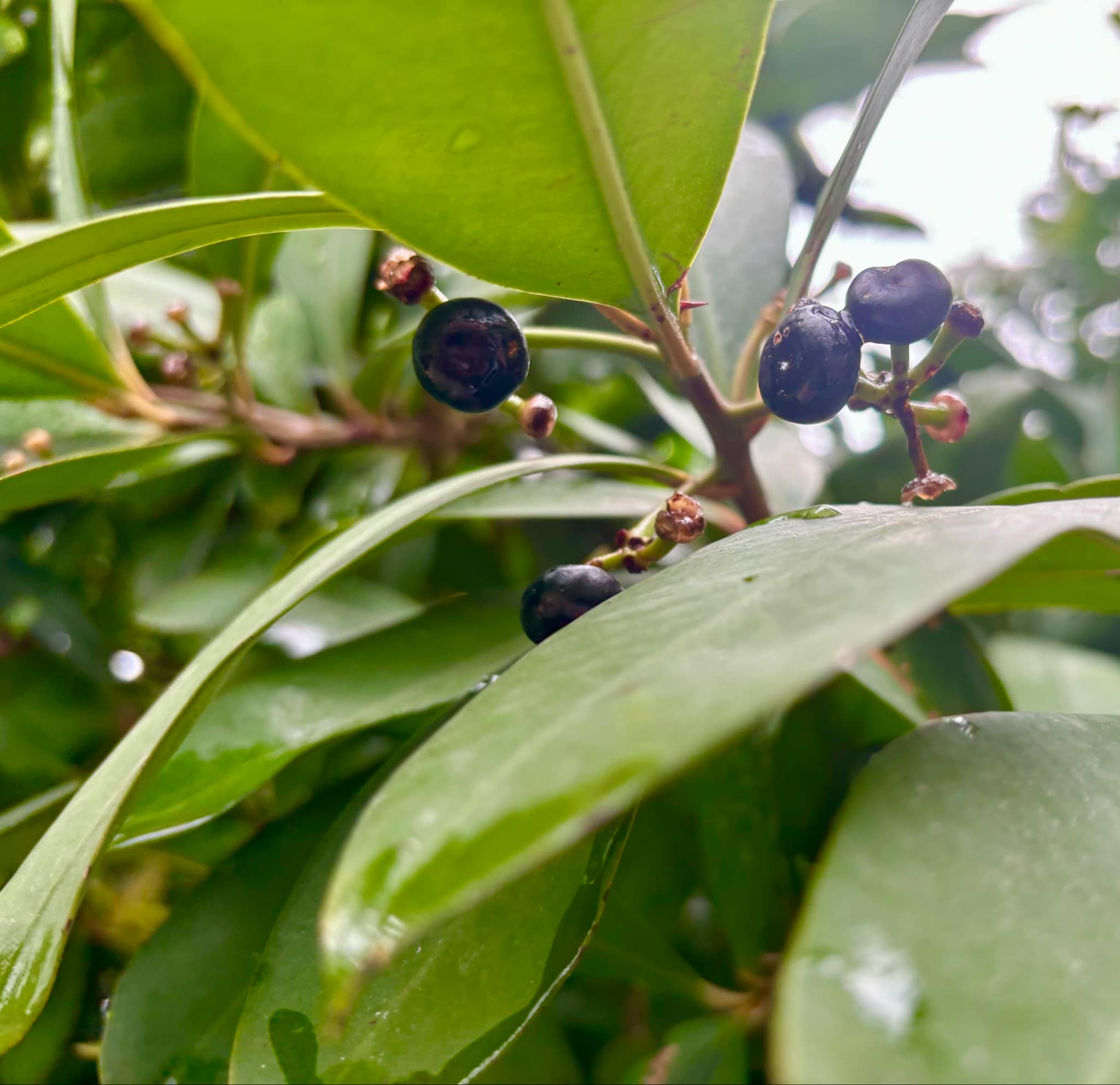 Ardisia elliptica - 1 small potted seedling / 1 kleiner, getopfter Sämling