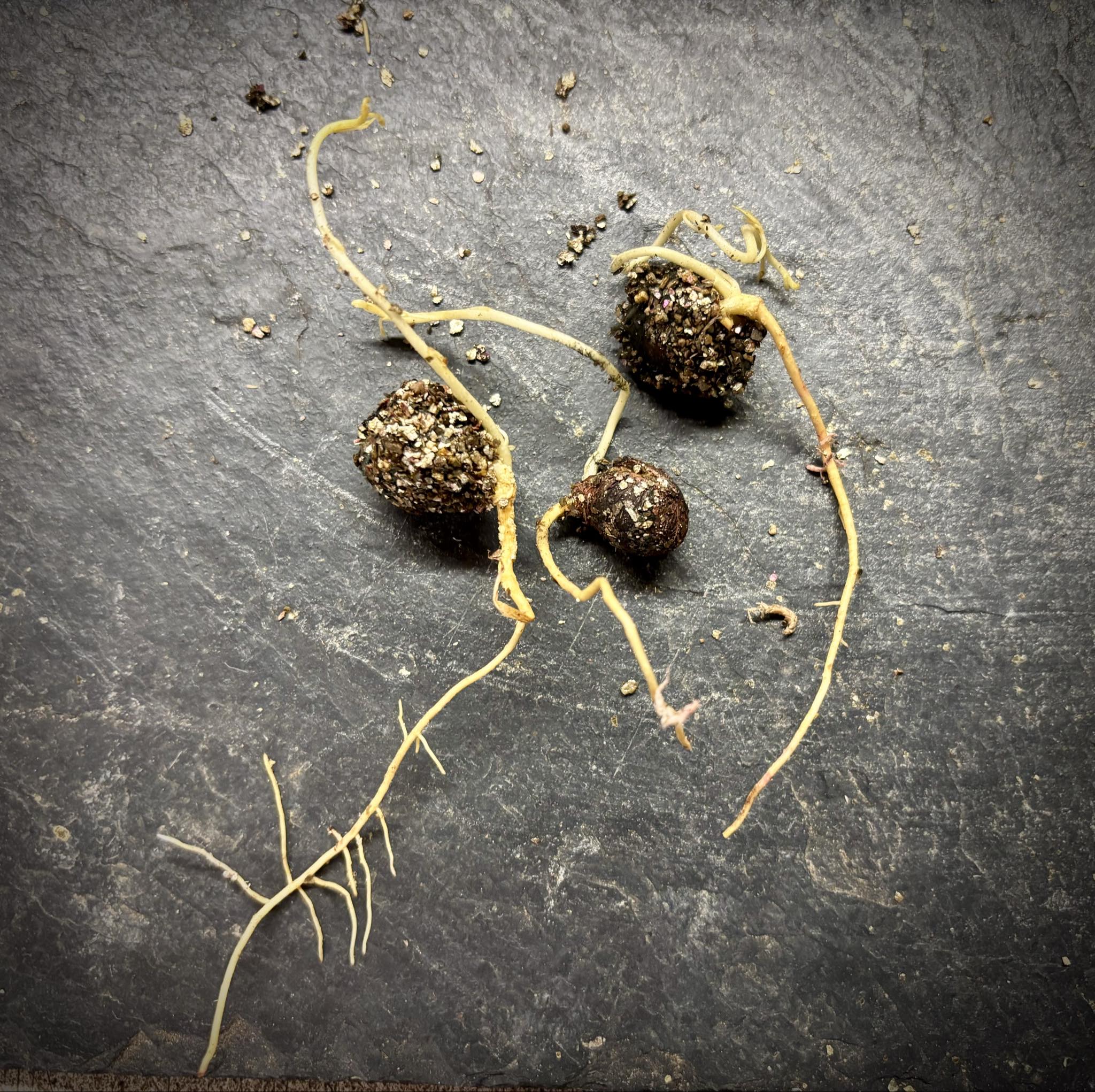 Wooly Leaved Sapote (Casimiroa tetrameria)  -  1 germinated seed / 1 gekeimter Samen