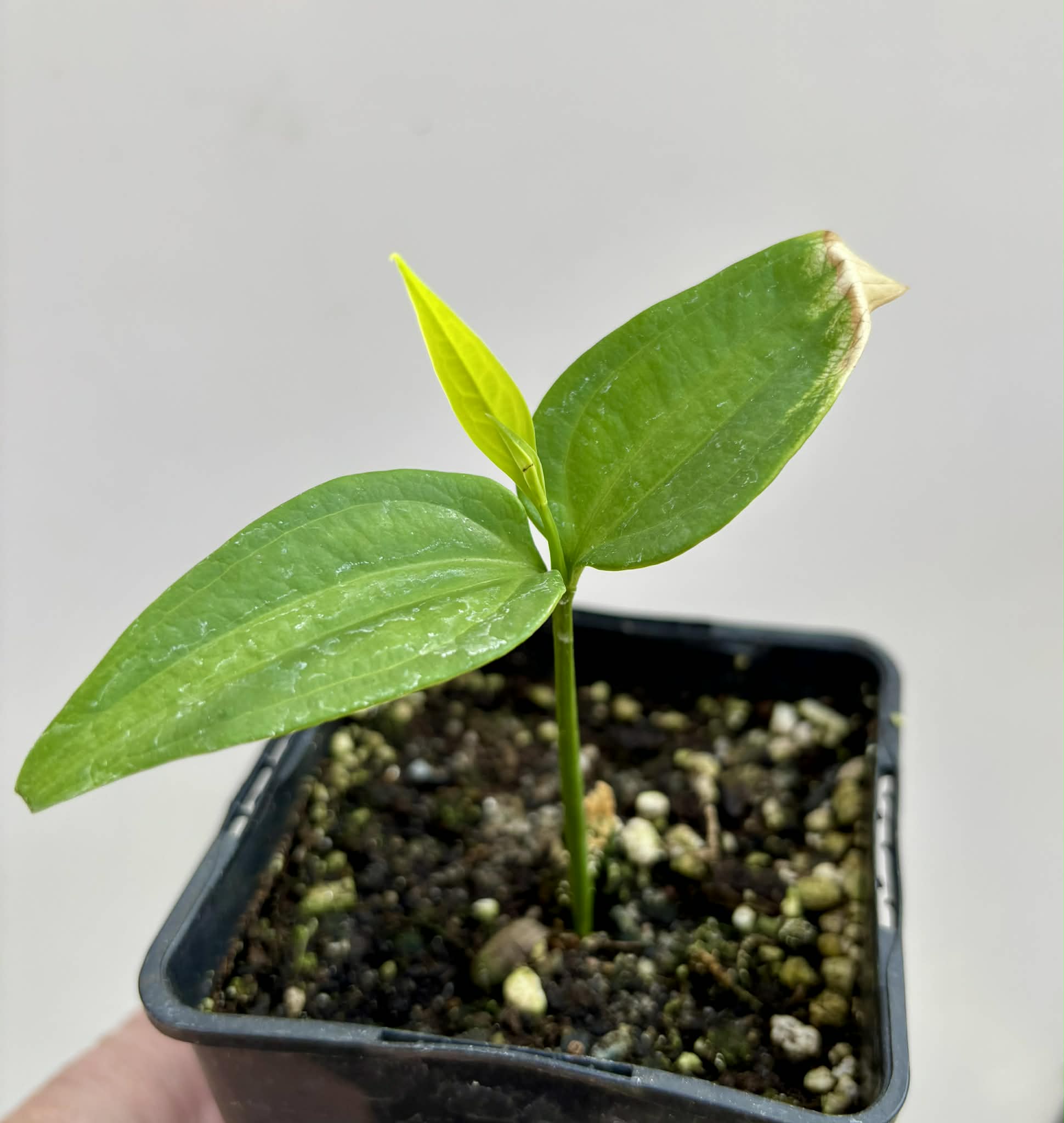 Dulacia sp. Cafe Doce  -  1 potted seedling / 1 getopfter Sämling