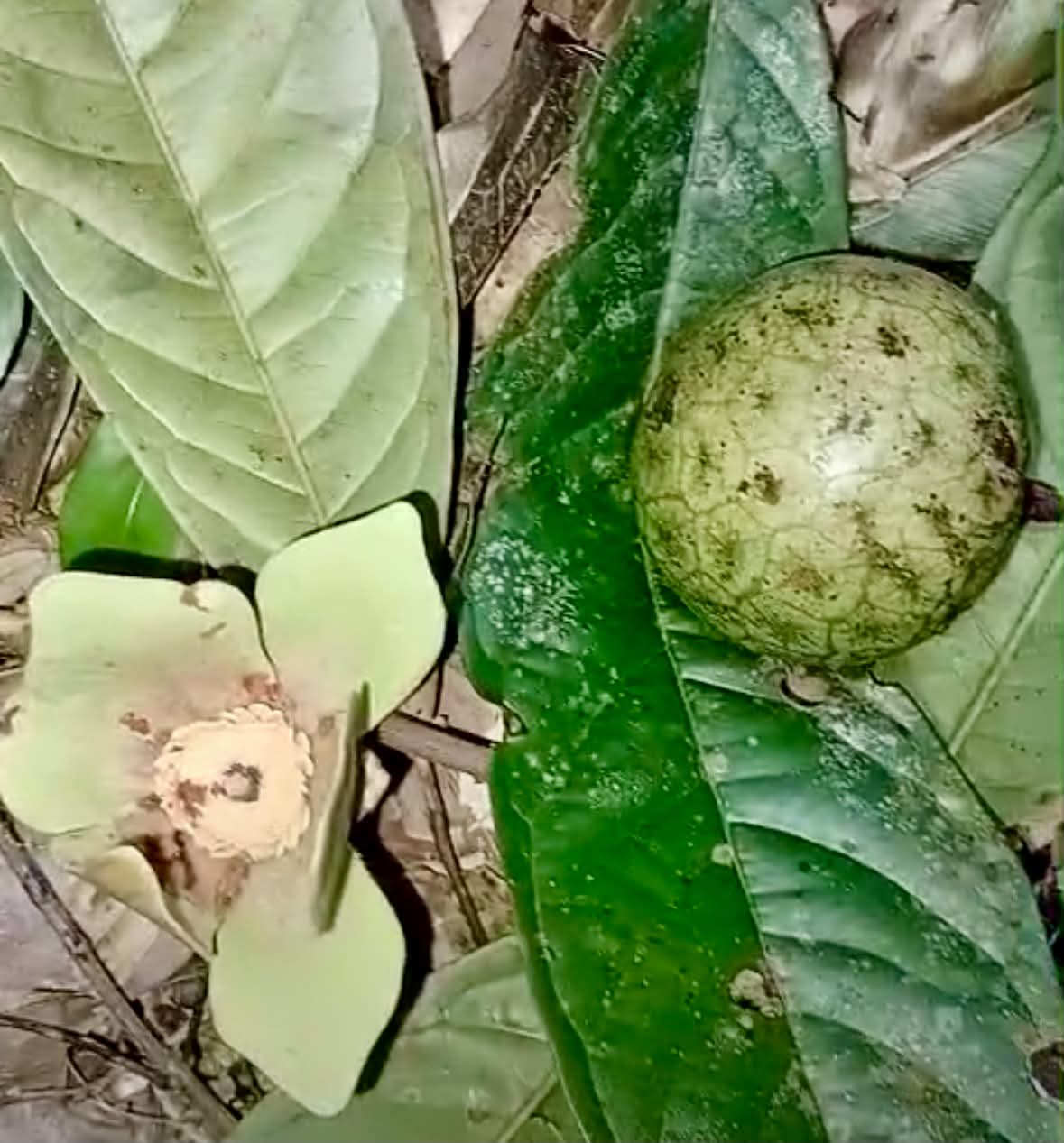 Fusea longifolia - 1 germinated seed / 1 gekeimter Samen