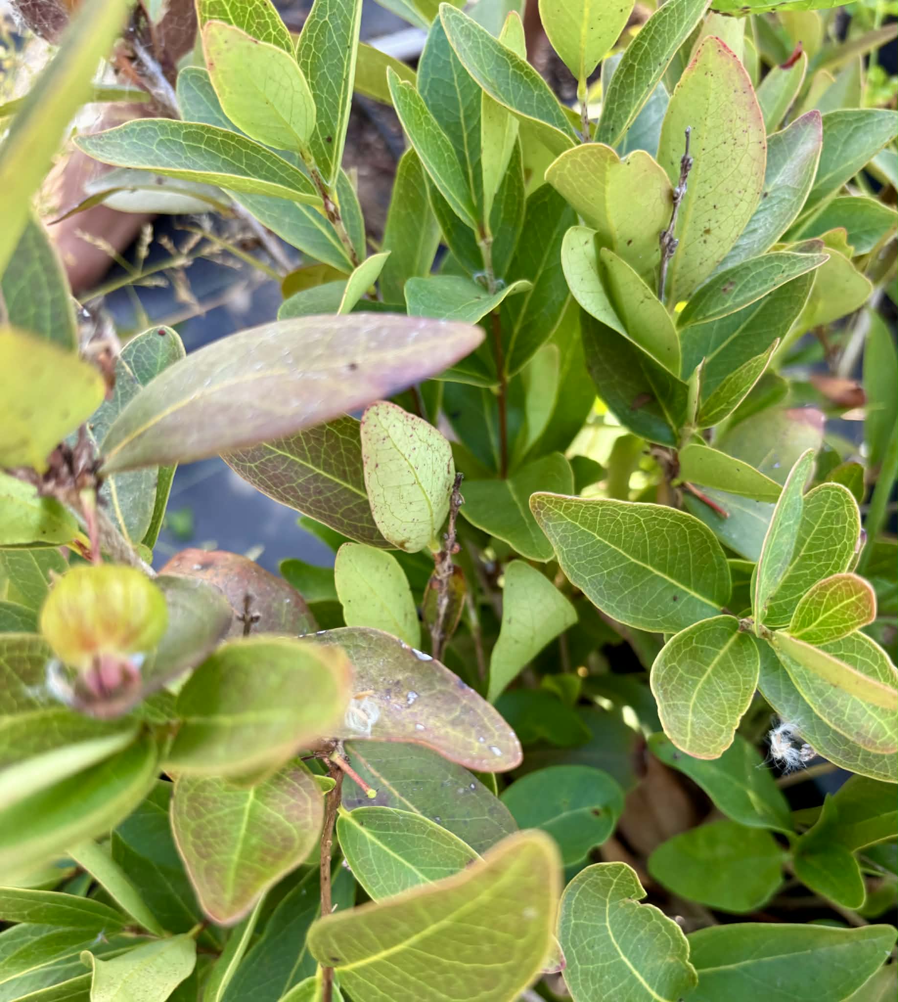 Eugenia pitanga (Typ B)- 1 germinated seed / 1 gekeimter Samen