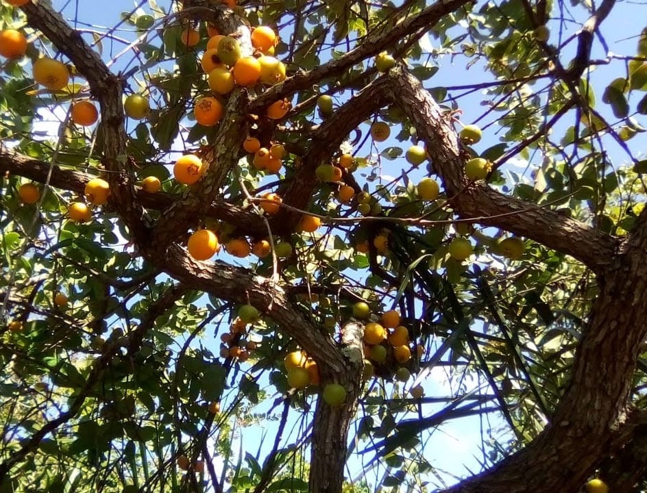 Mouriri glazioviana - Rare exotic plant - Seltene exotische Pflanze