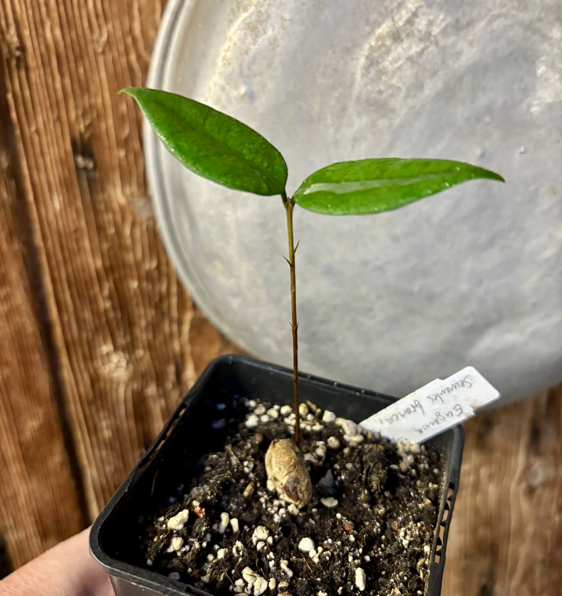 Eugenia sp Sementes branca Polpa roxa -  1 potted seedling / 1 getopfter Sämling 