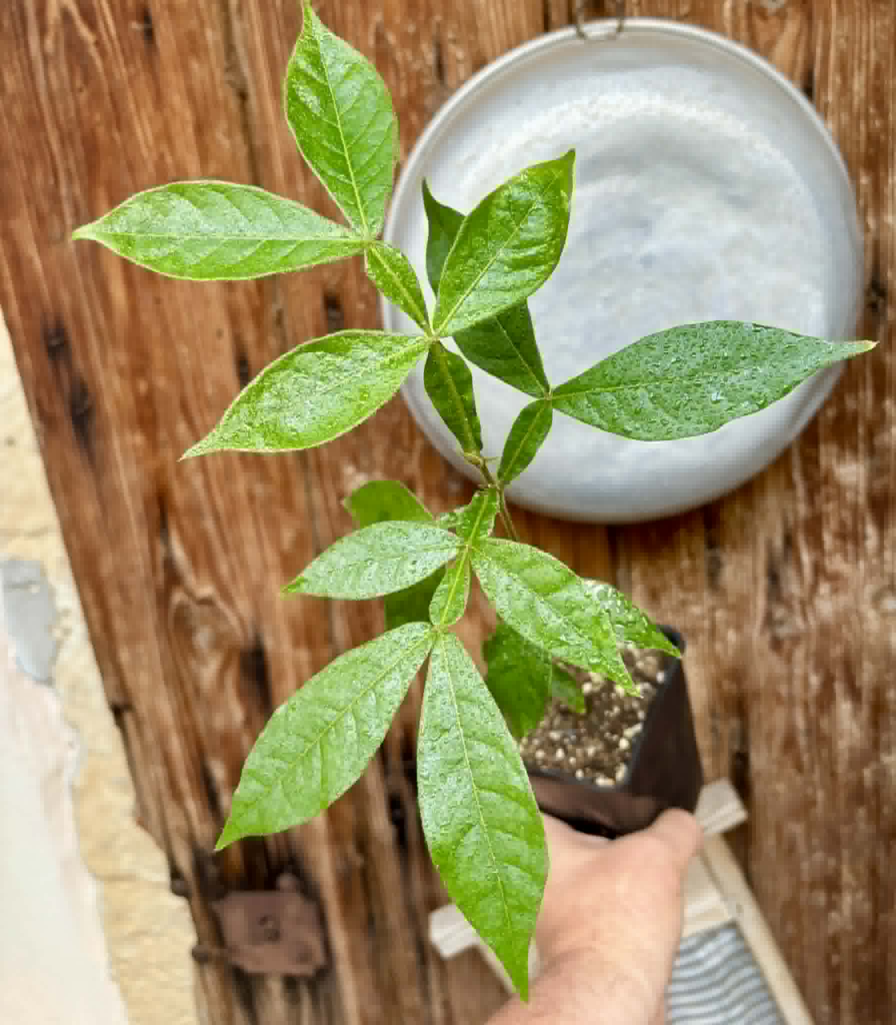Inga vera  - 1 potted seedling / 1 getopfter Sämling