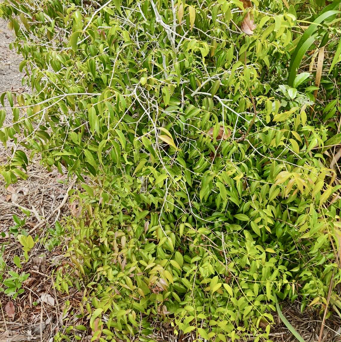 Myrciaria aff plinioides-  1 fresh seed / 1 frischer Samen